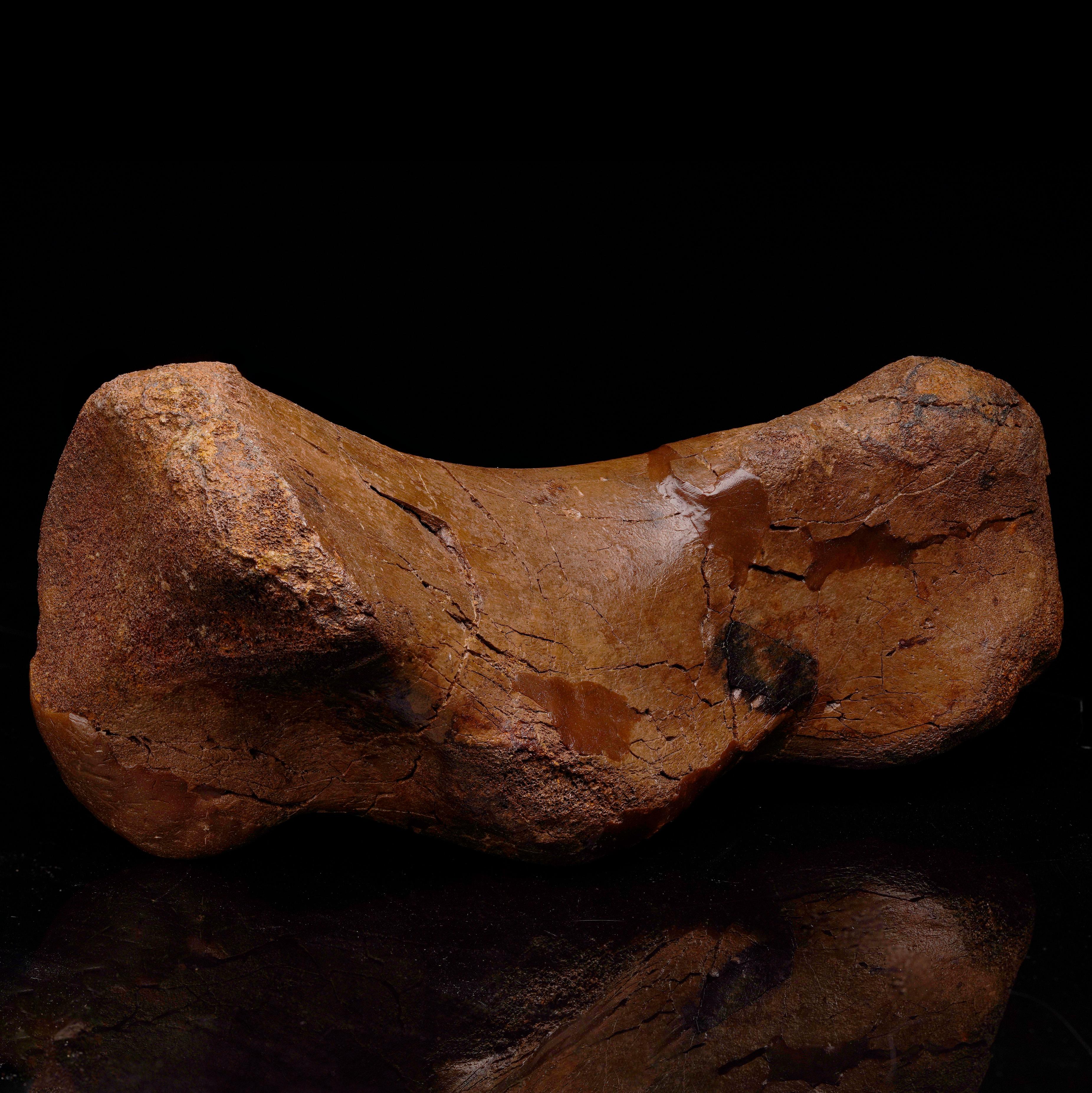 This commanding Edmontosaurus metatarsal from the Hell Creek Formation in Western South Dakota showcases the robust structure that powered one of the Late Cretaceous period's most iconic herbivores. This piece features elegant curvature and textured