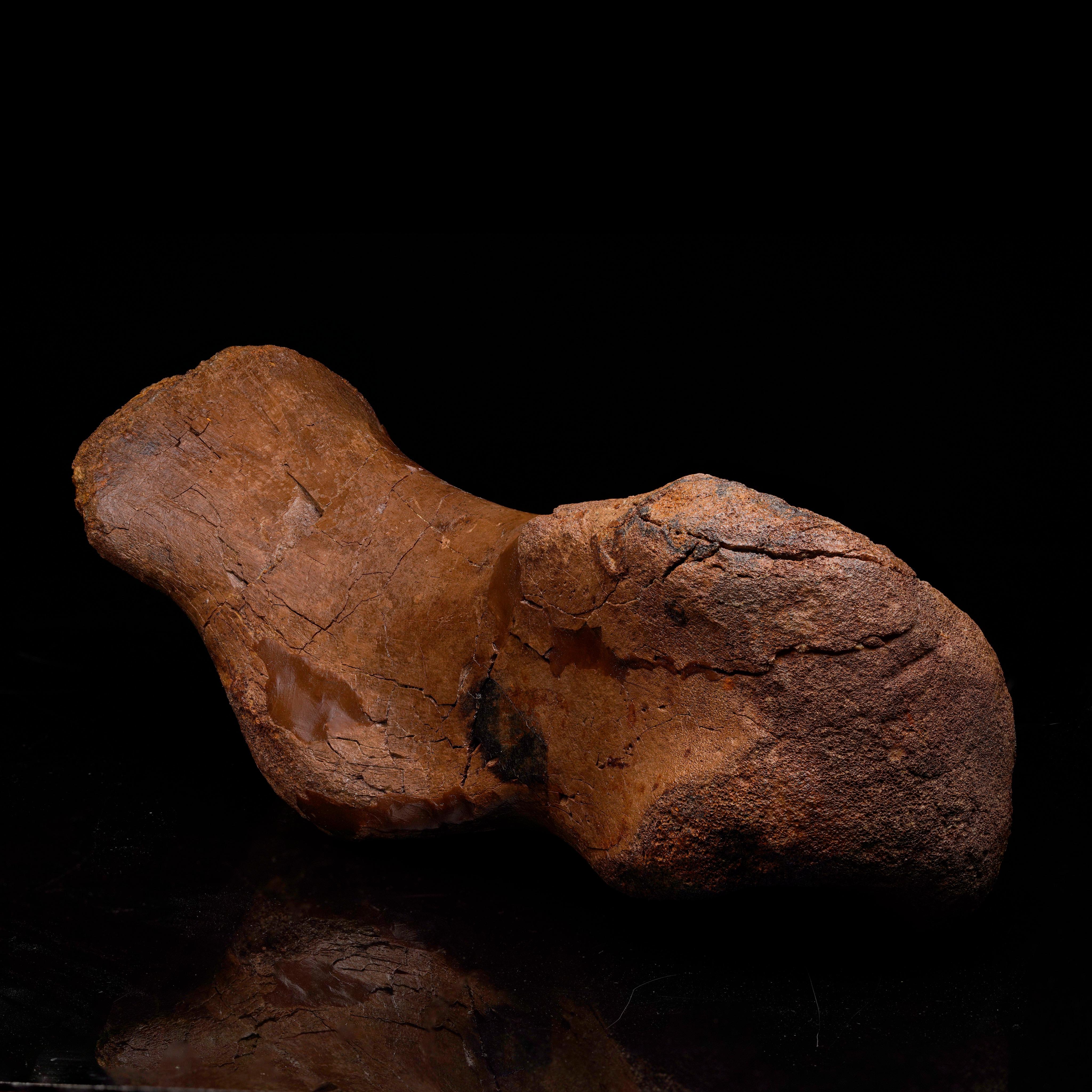 American Edmontosaurus Metatarsal // 5.31 Lb. // Late Cretaceous For Sale
