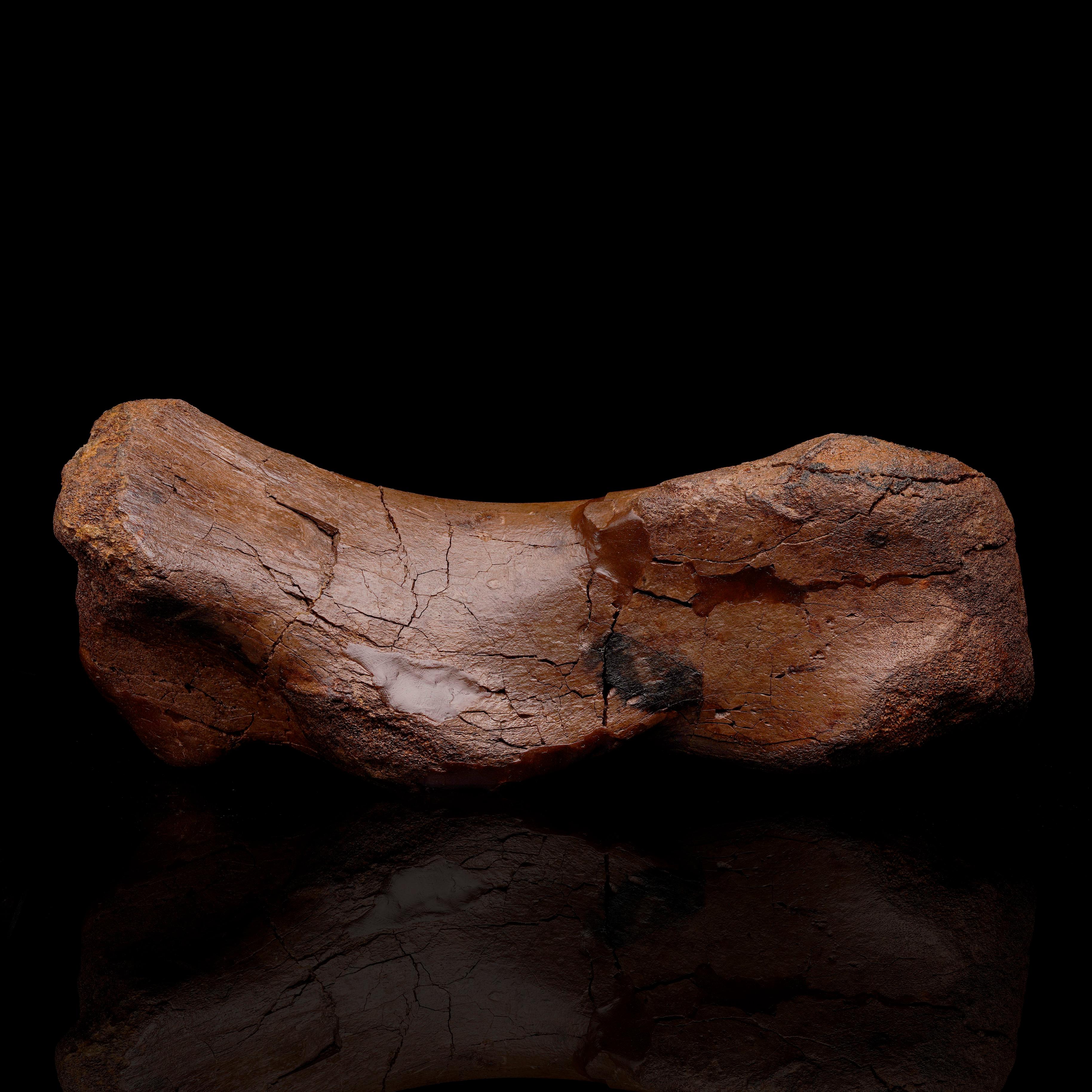Edmontosaurus Metatarsal // 5.31 Lb. // Late Cretaceous In Excellent Condition For Sale In New York, NY
