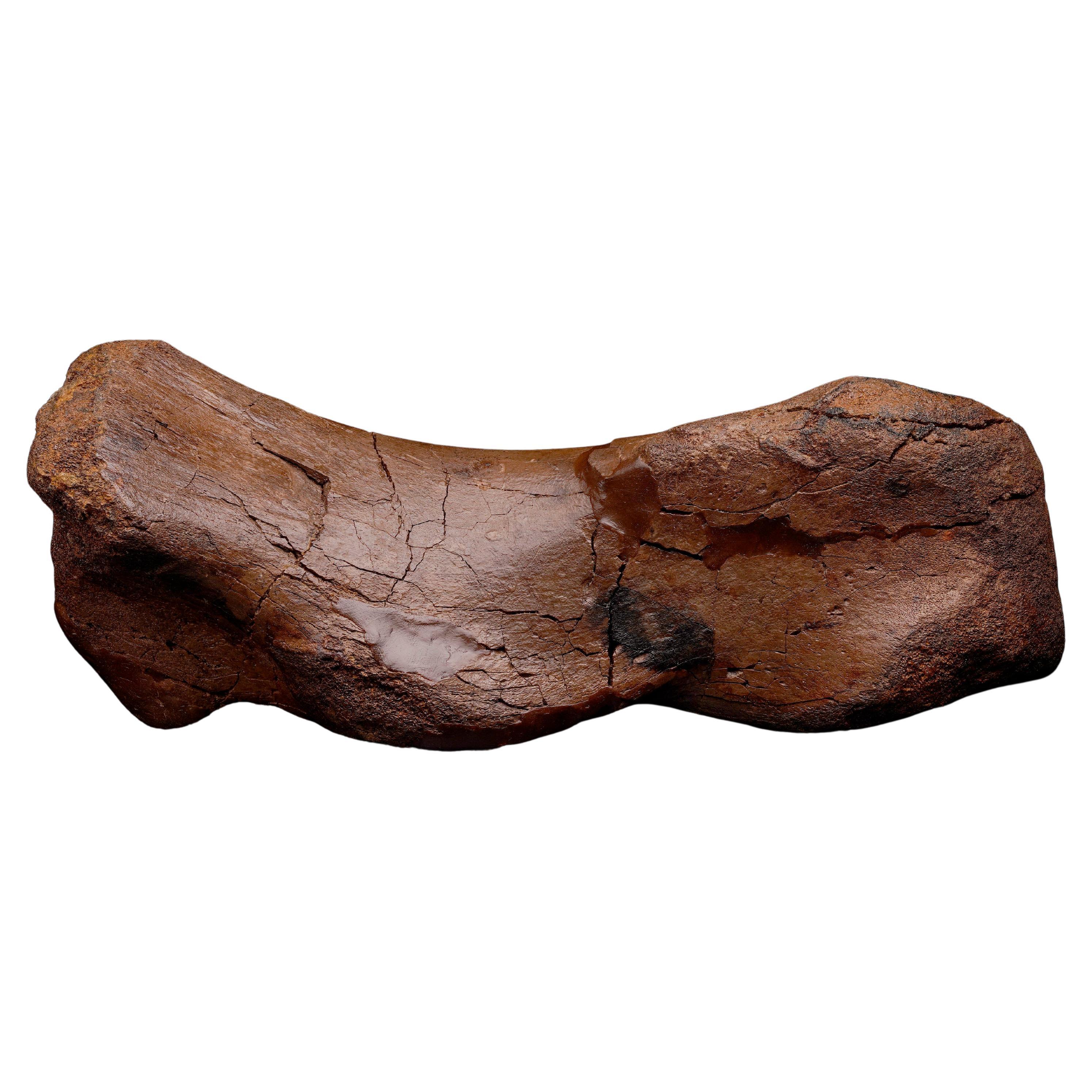 Edmontosaurus Metatarsal // 5.31 Lb. // Late Cretaceous