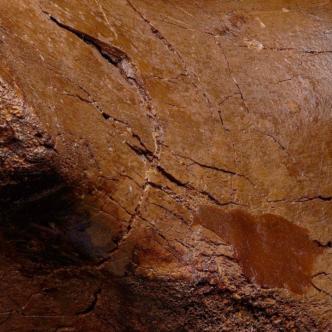 18th Century and Earlier Edmontosaurus Metatarsal For Sale