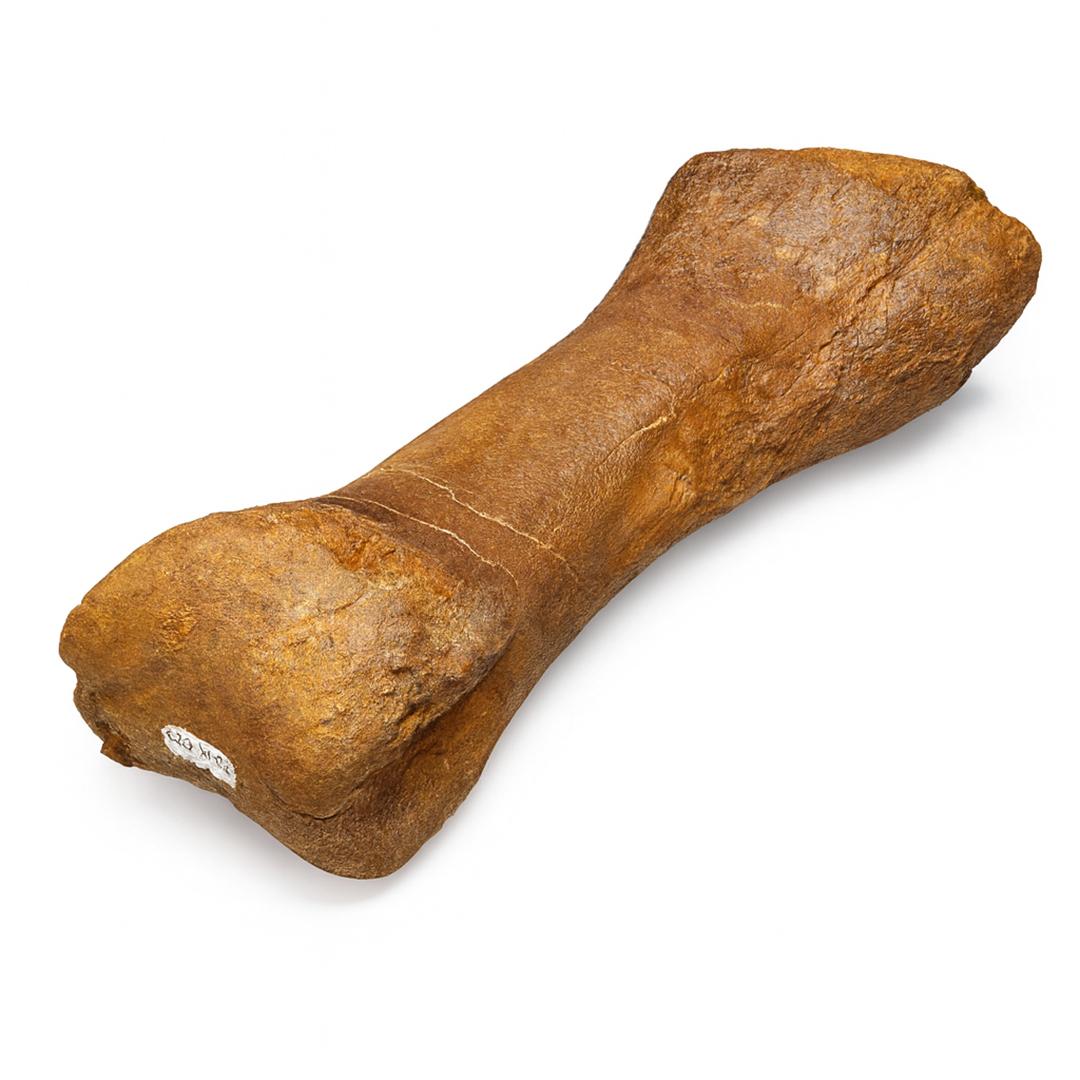 Other Edmontosaurus Metatarsal For Sale