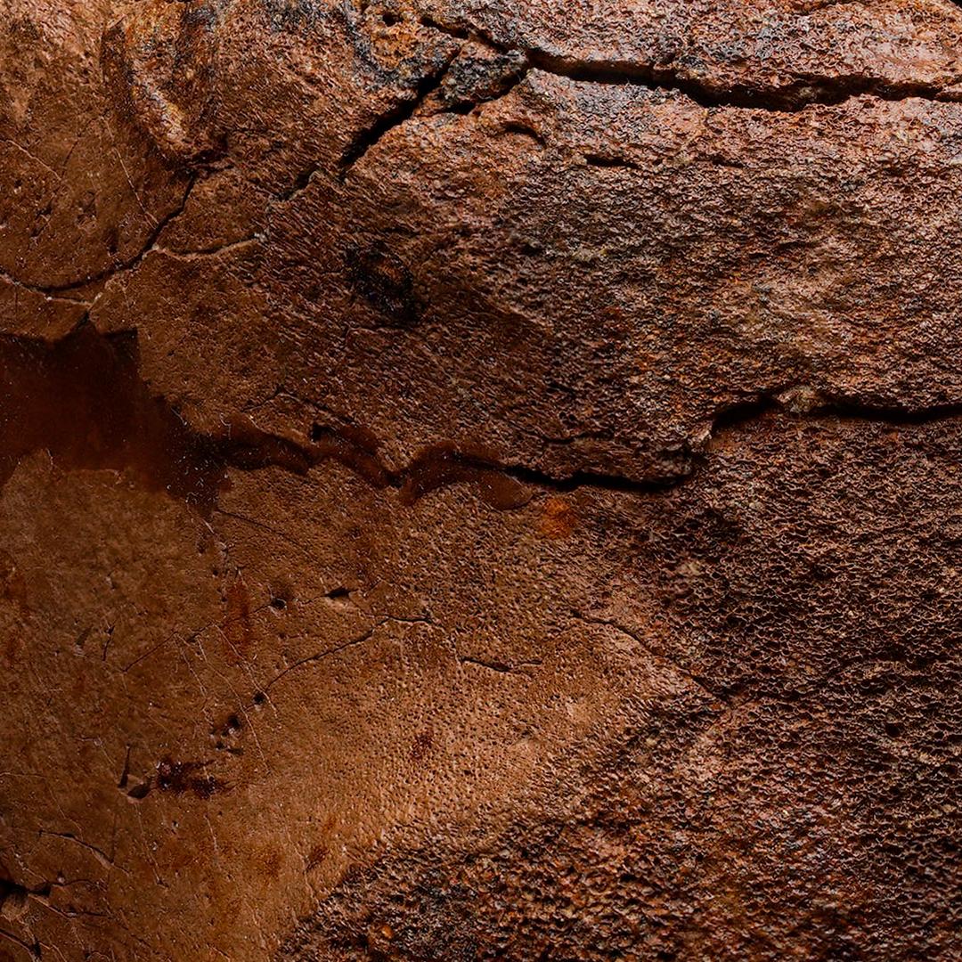 Other Edmontosaurus Metatarsal For Sale