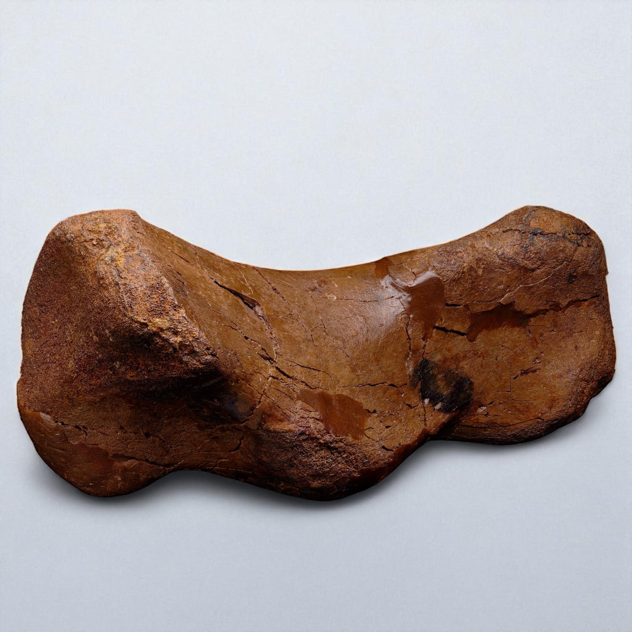 Edmontosaurus Metatarsal For Sale 1