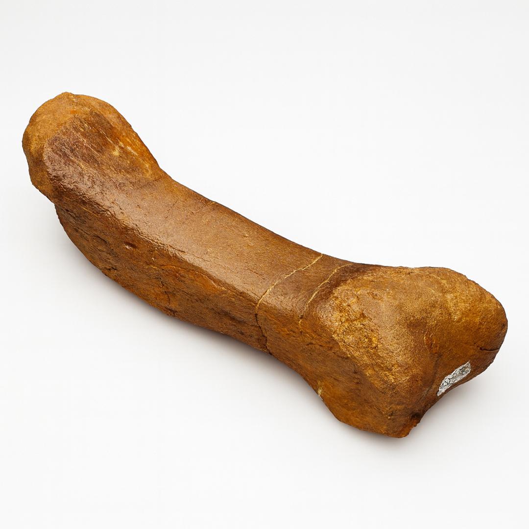 Edmontosaurus Metatarsal For Sale 2