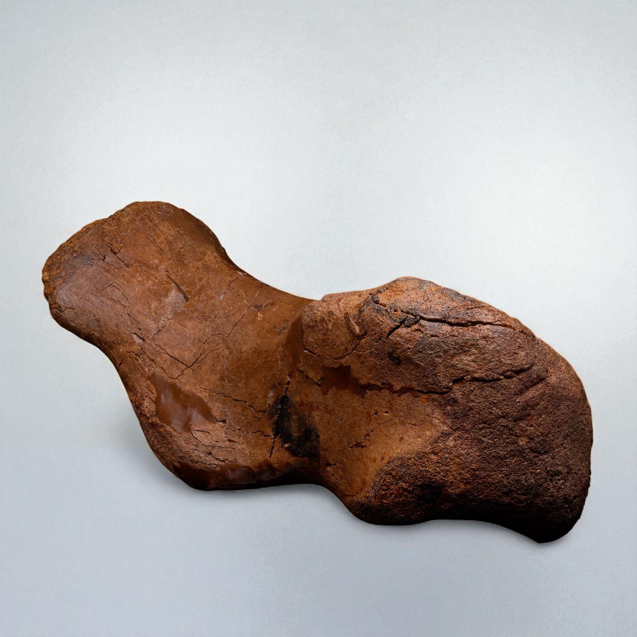 Edmontosaurus Metatarsal For Sale 2