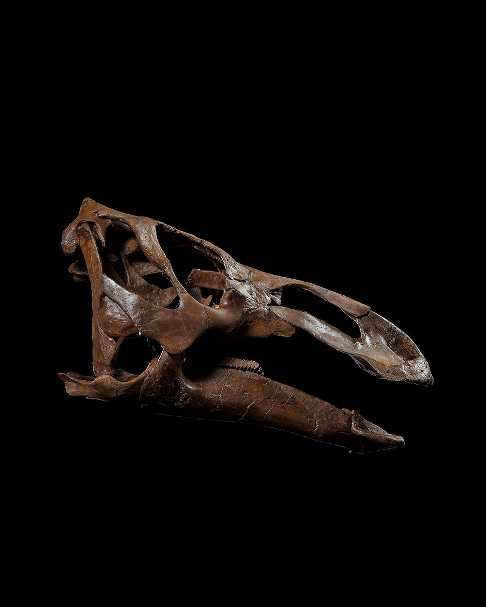 An impressive skull of an Edmontosaurus, a large herbivorous dinosaur that lived during the Late Cretaceous period, 68-66 million years ago. The three rows of sixty or more teeth on either side of the jaw, known as the ‘dental battery’, mark the