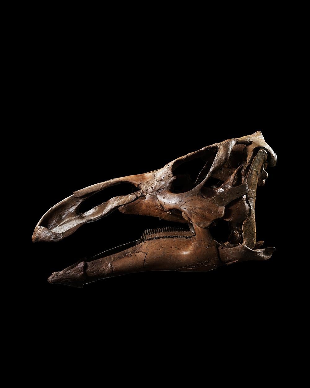 edmontosaurus skeleton