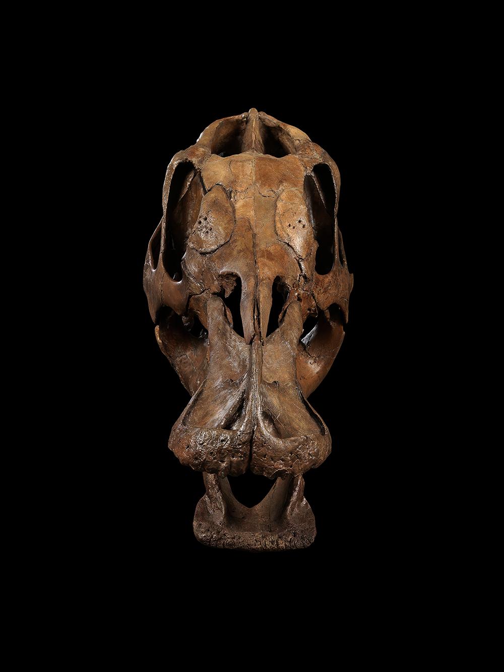 American Edmontosaurus Skull For Sale