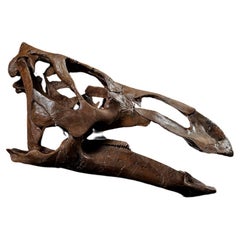 Edmontosaurus Skull
