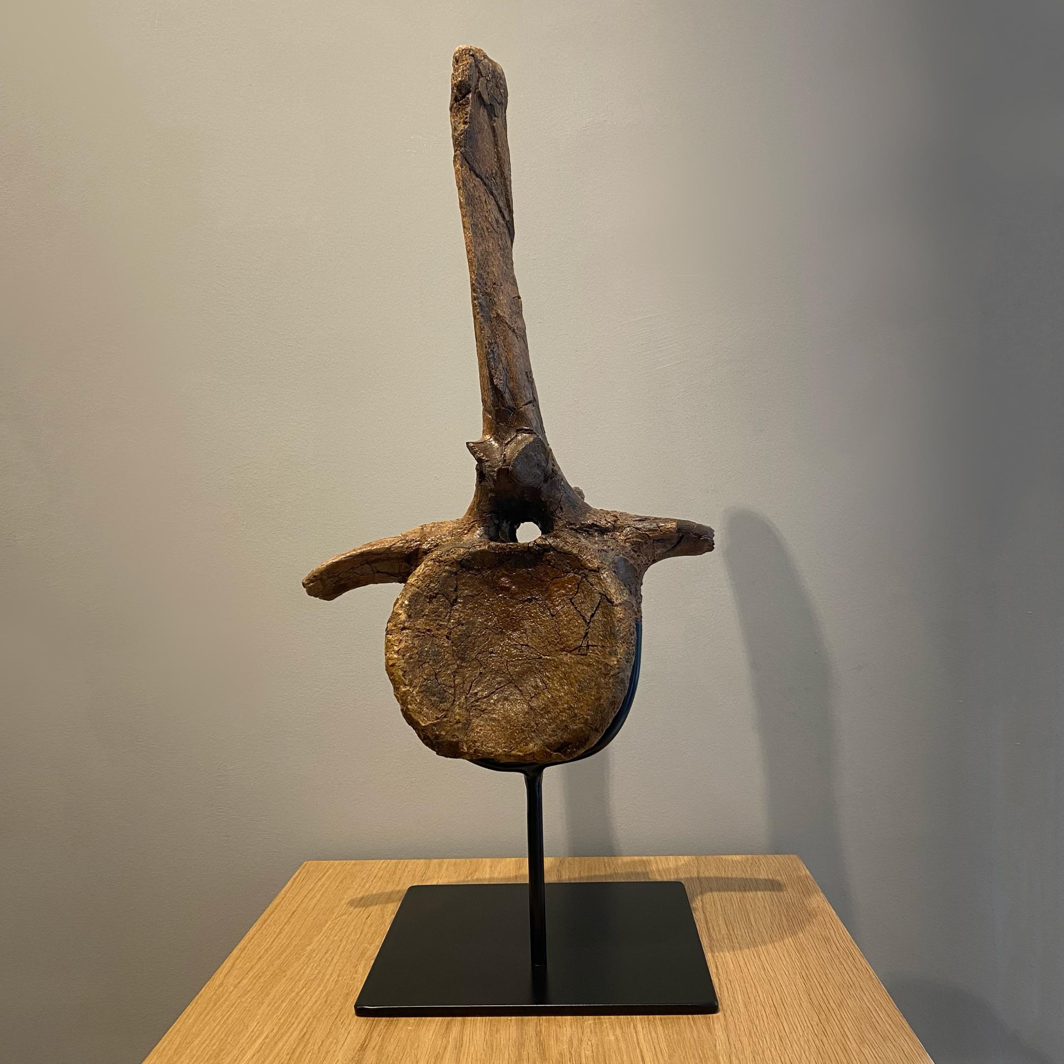 Vértebras de Edmontosaurio

Hueso de dinosaurio fosilizado

Cretácico Superior (hace 68-66 millones de años)
57 x 26 x 7 cm
Formación Hell Creek, Wyoming, EE.UU.

Este hueso de dinosaurio perfectamente conservado es la vértebra de un