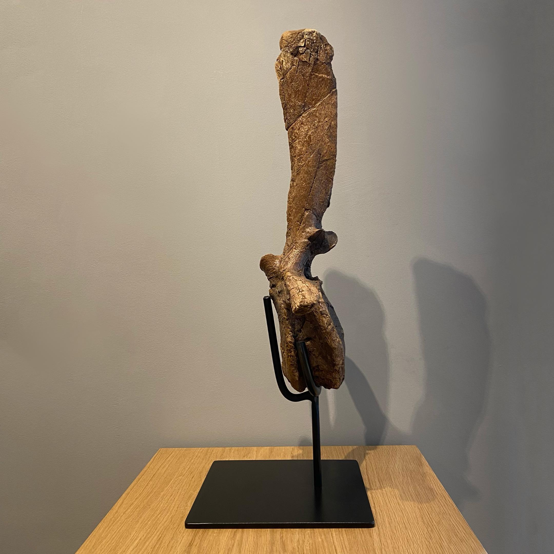 vertebra de dinosaurio