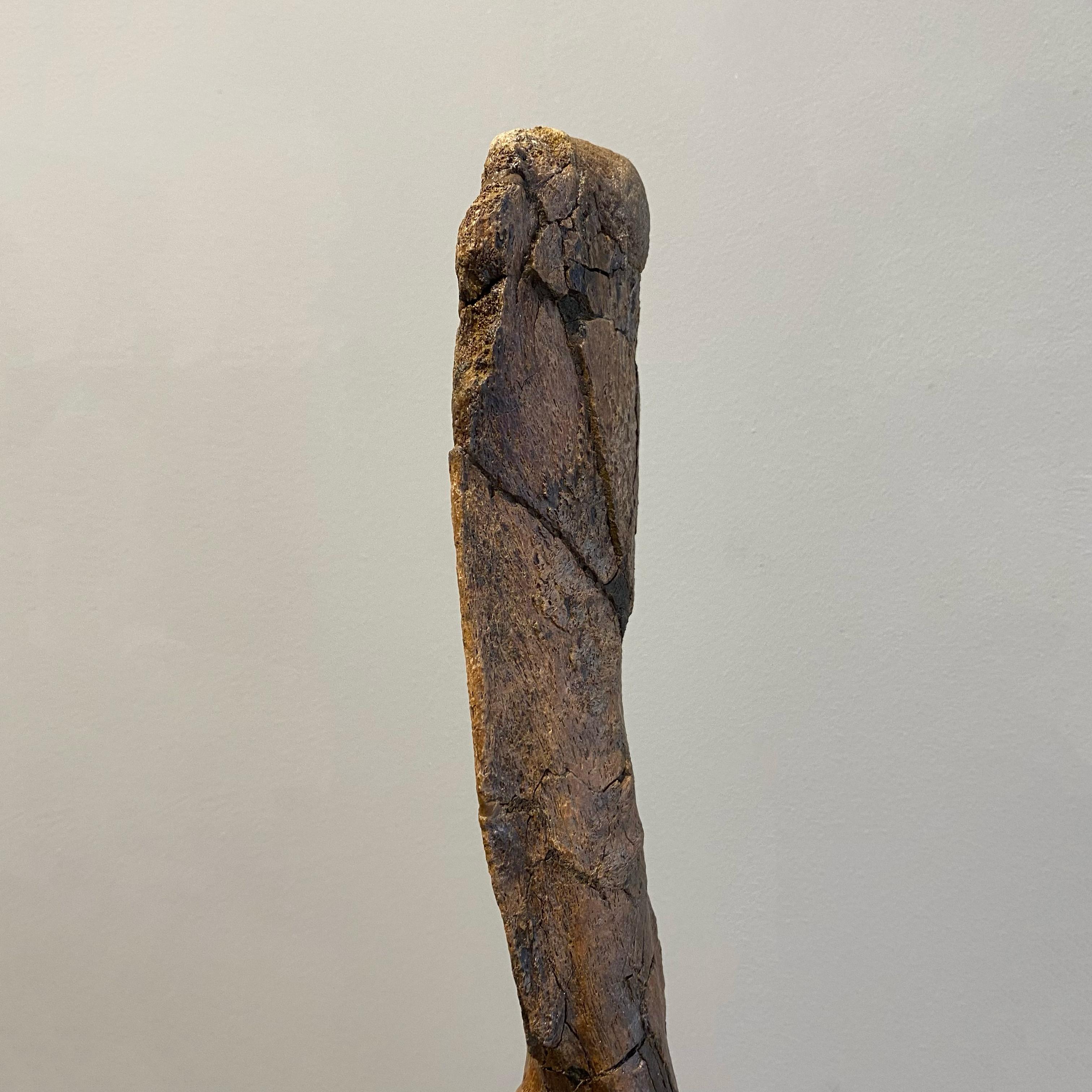 Vértebras de Edmontosaurio en Bueno estado para la venta en Cambridge, GB