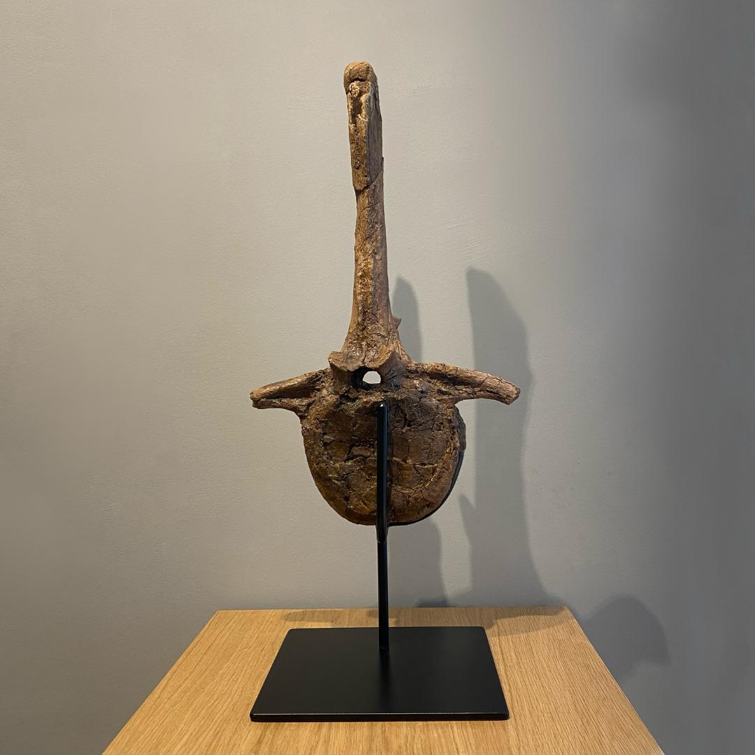 vertebras de dinosaurios