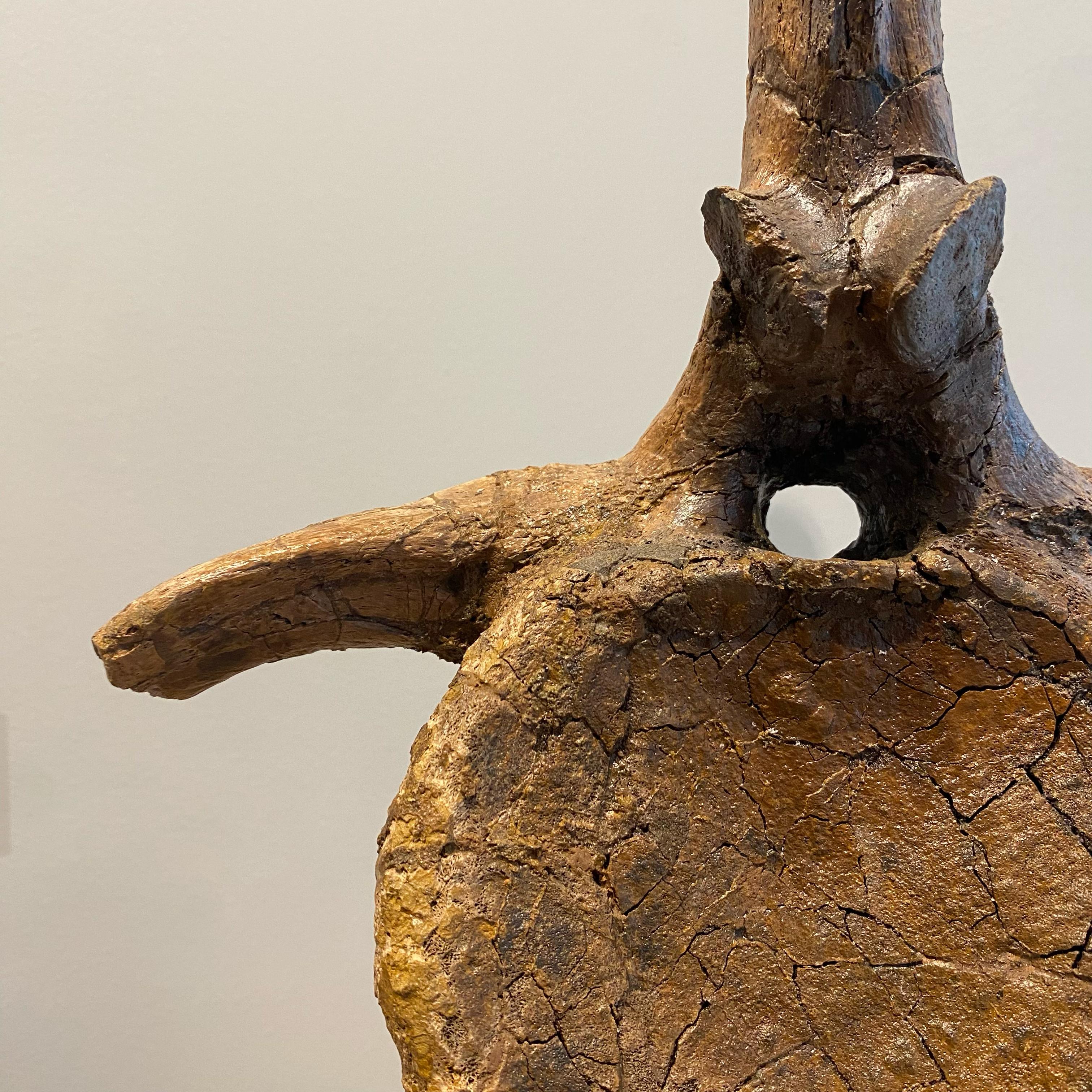 Vértebras de Edmontosaurio siglo XVIII y antes en venta