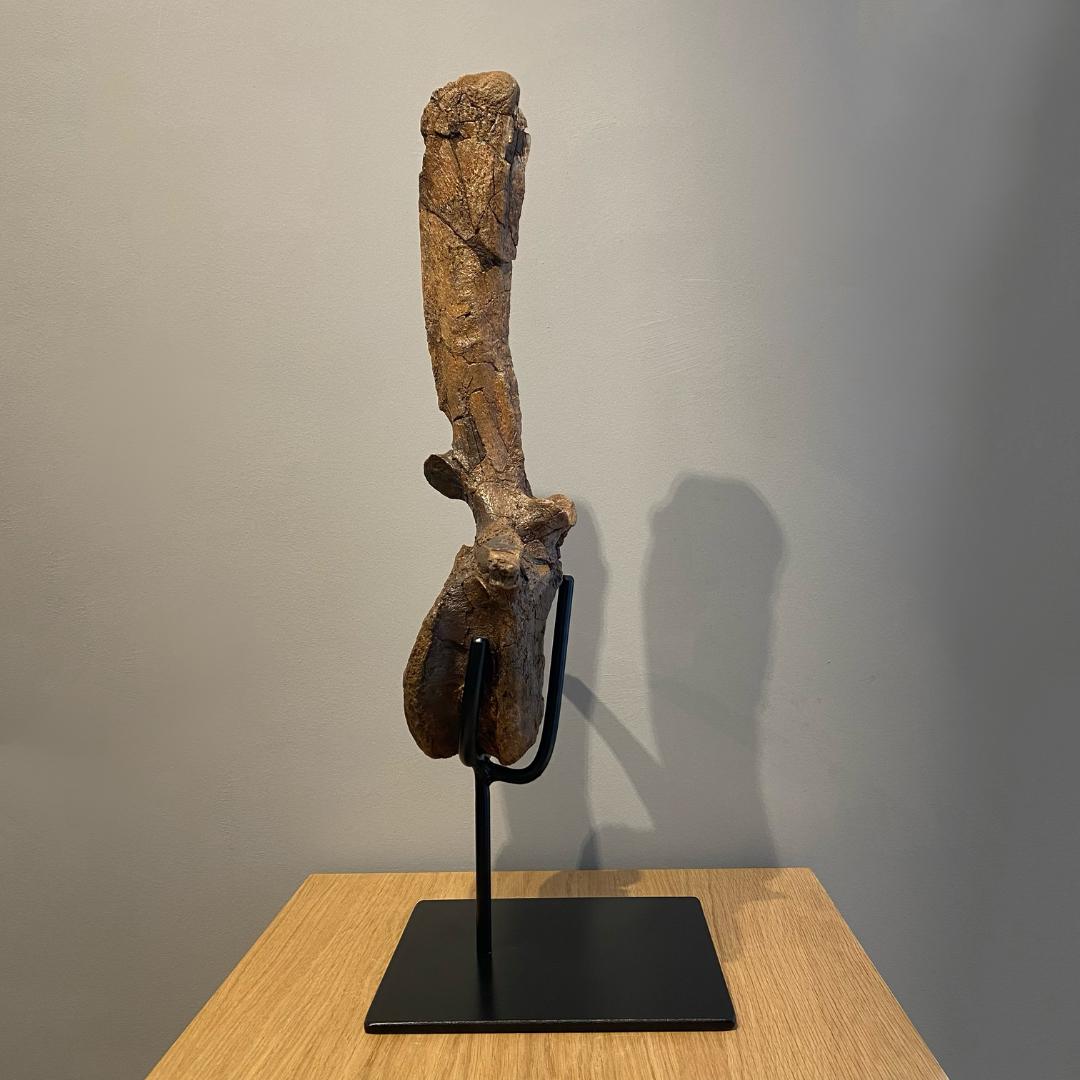 Vértebras de Edmontosaurio Estadounidense en venta