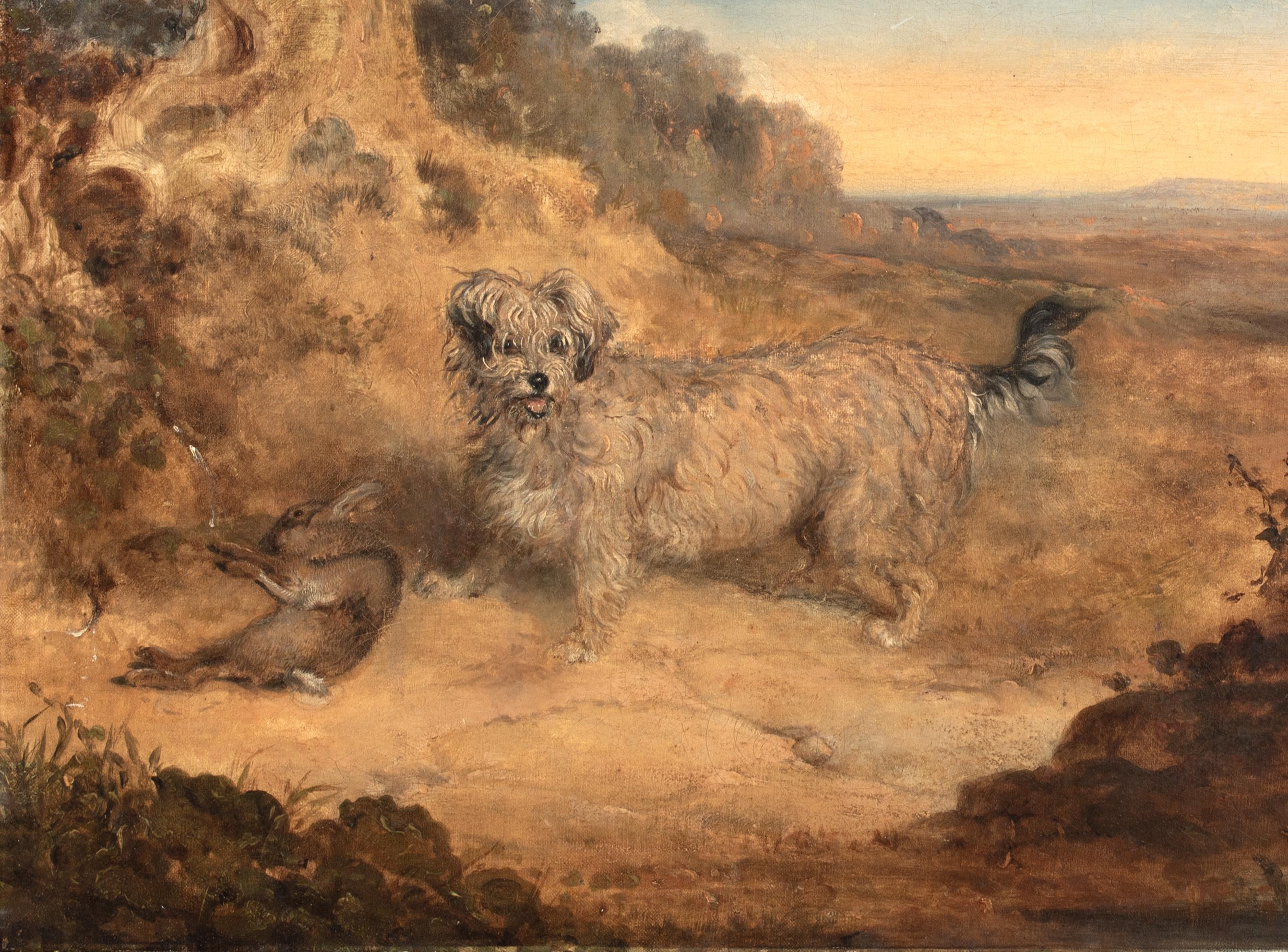 Portrait Of A Dandy Dinmont, 19th Century For Sale 1
