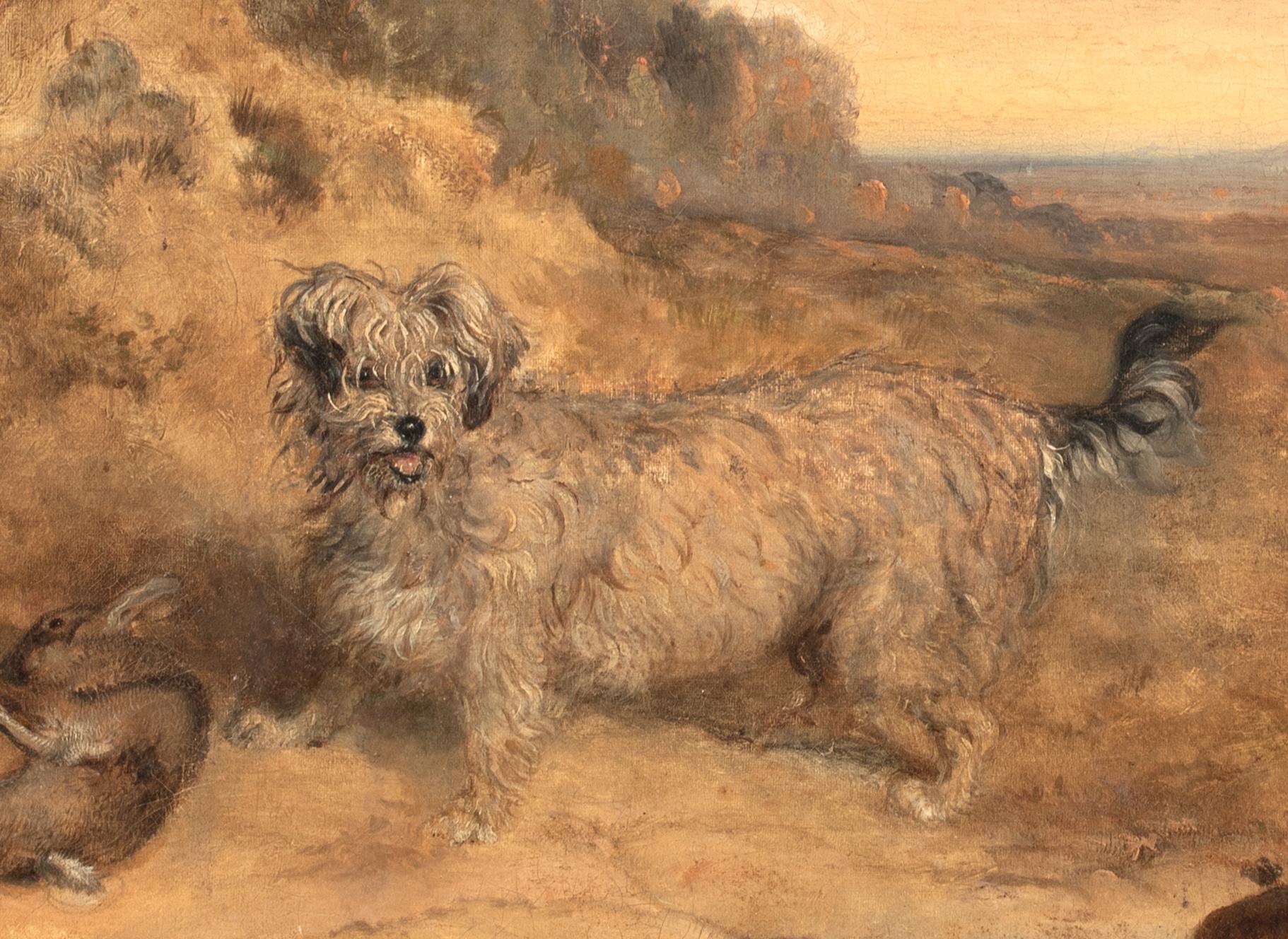 Portrait Of A Dandy Dinmont, 19th Century For Sale 2