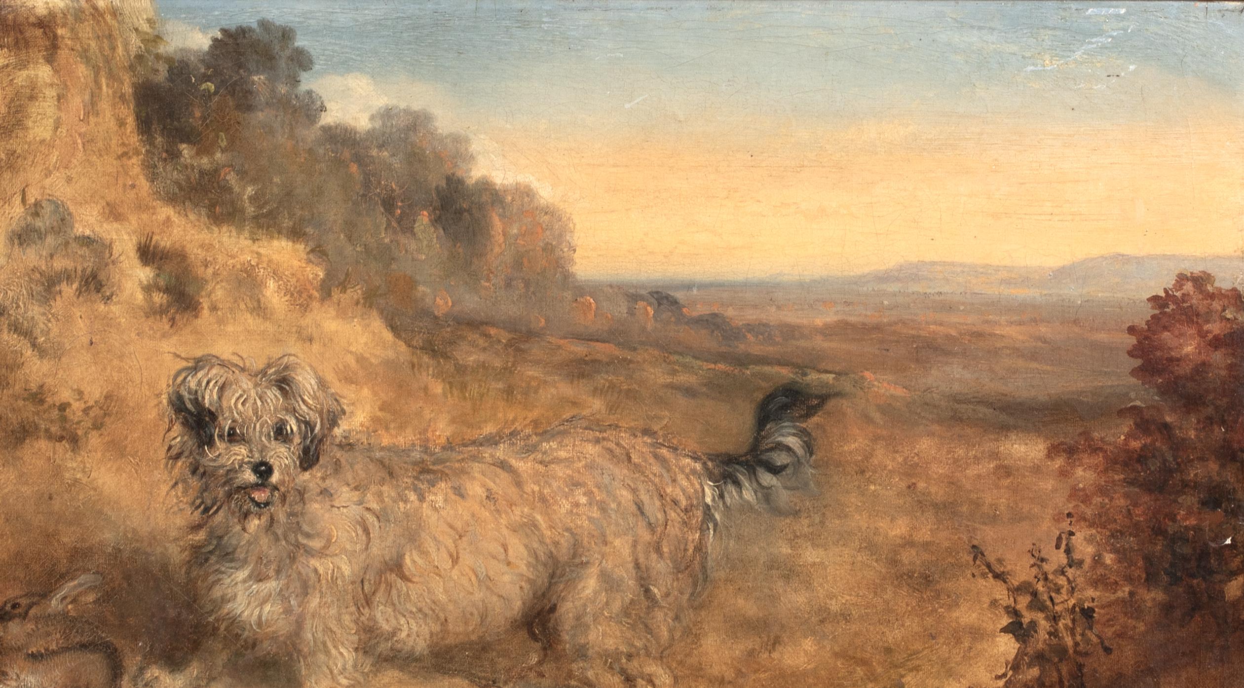 Portrait Of A Dandy Dinmont, 19th Century For Sale 3
