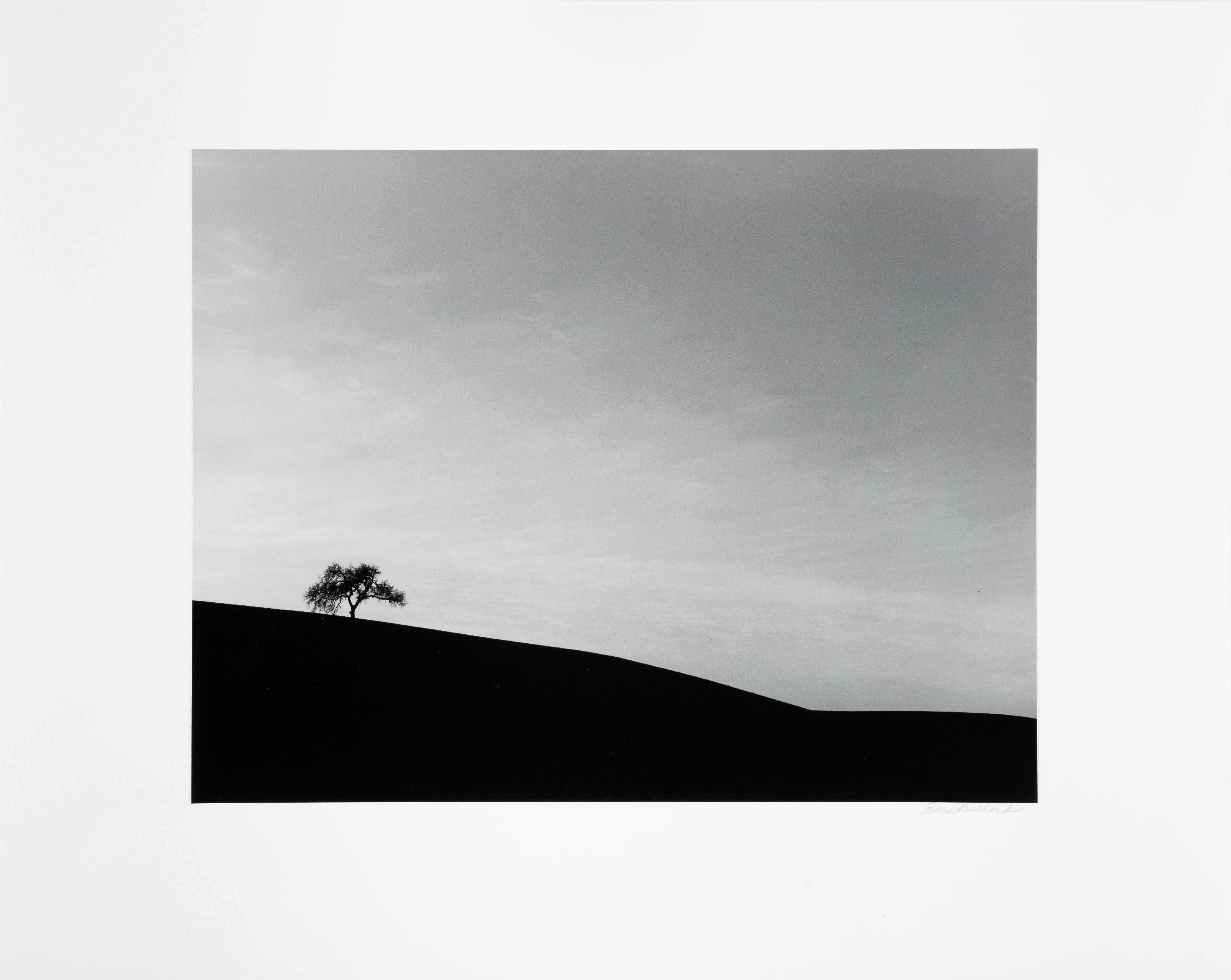 Lone Oak - Photograph by Edna Bullock