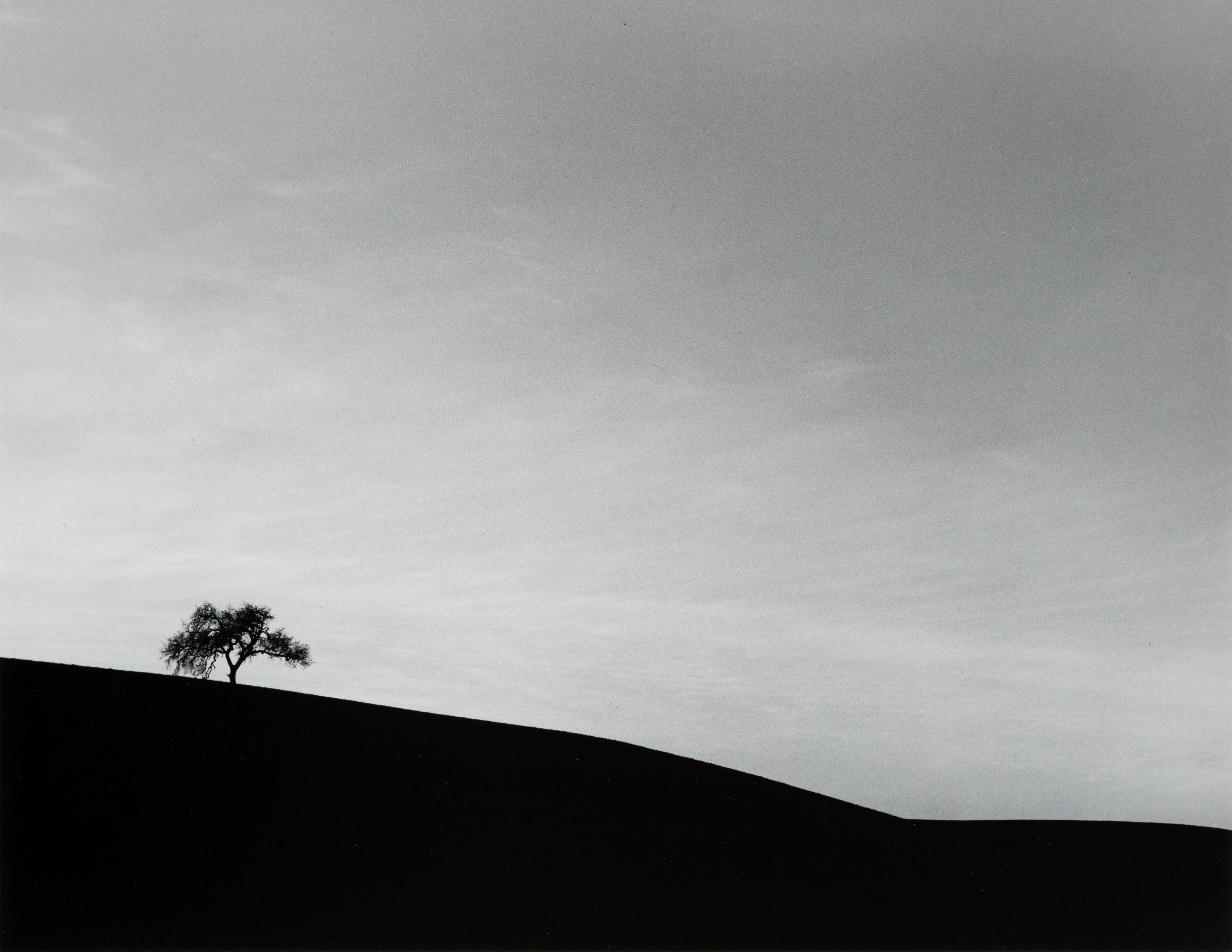 Lone Oak