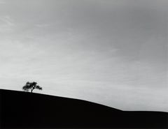 Lone Oak