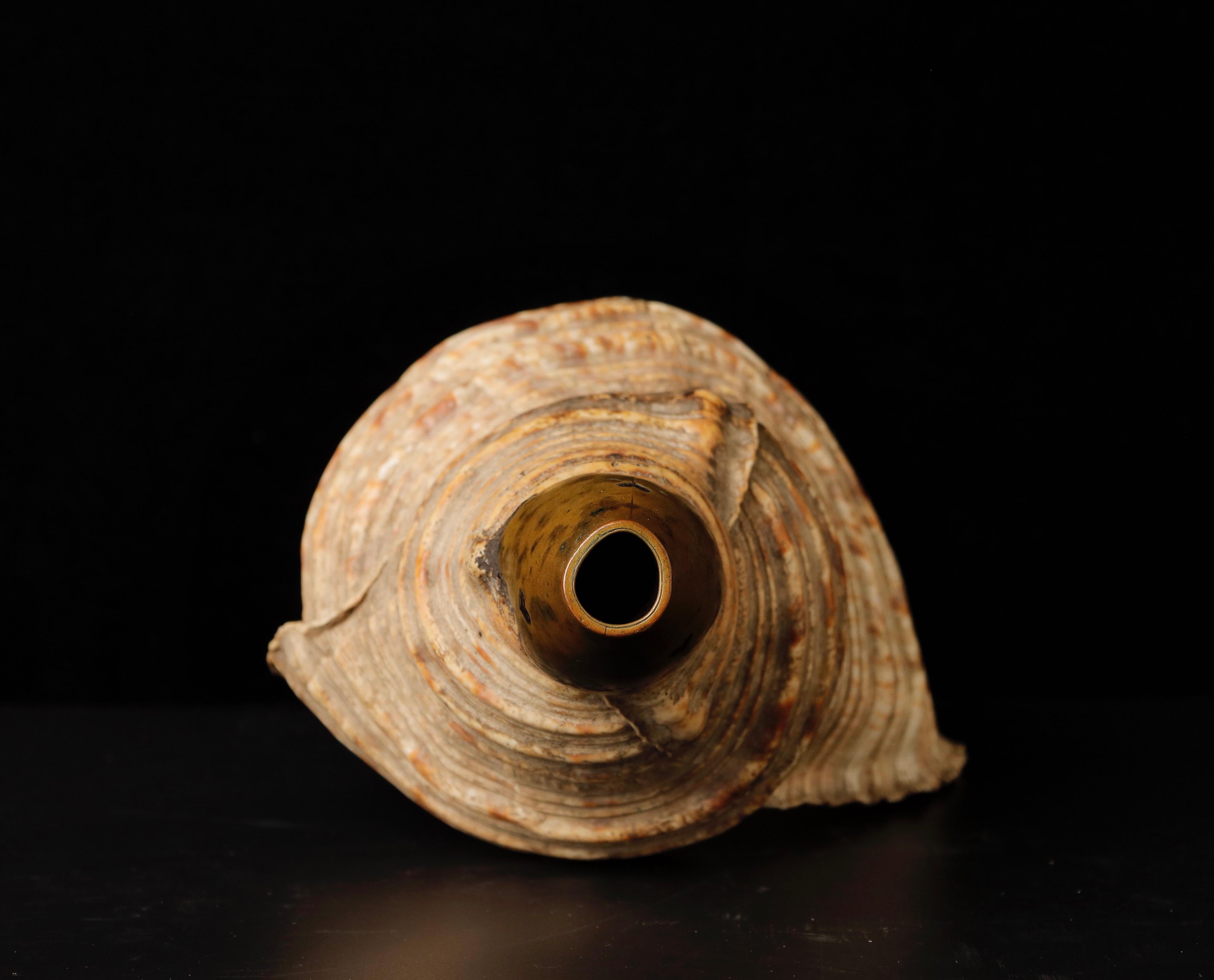 Edo Period Horagai Conch Shell Trumpet For Sale 2