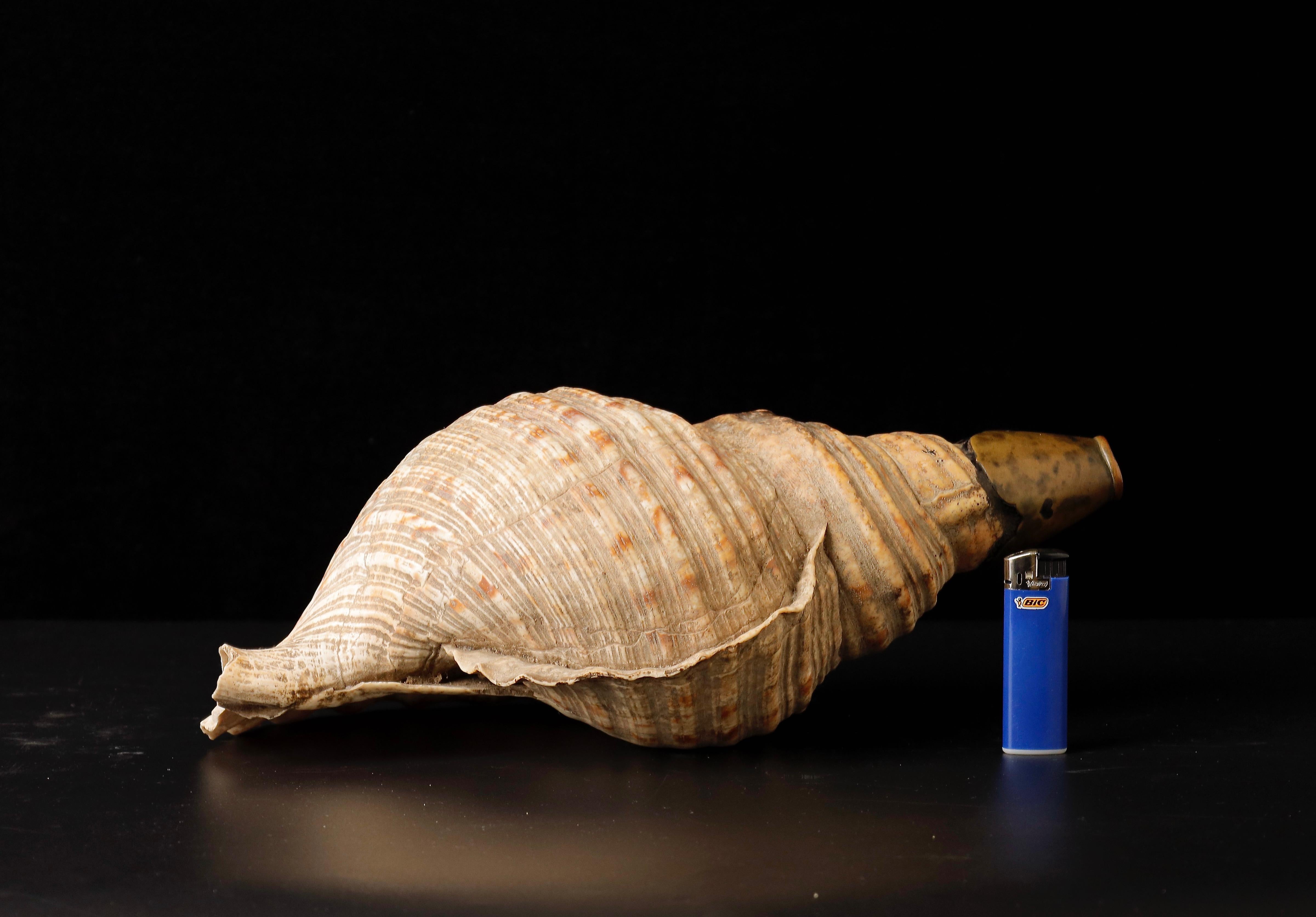 A Rare and Beautiful Edo Period Horagai Conch Shell Trumpet.

This rare and beautiful Horagai conch shell trumpet is a stunning example of Japanese craftsmanship. It is dated to the Edo period, 18th century, and is in fine original condition with