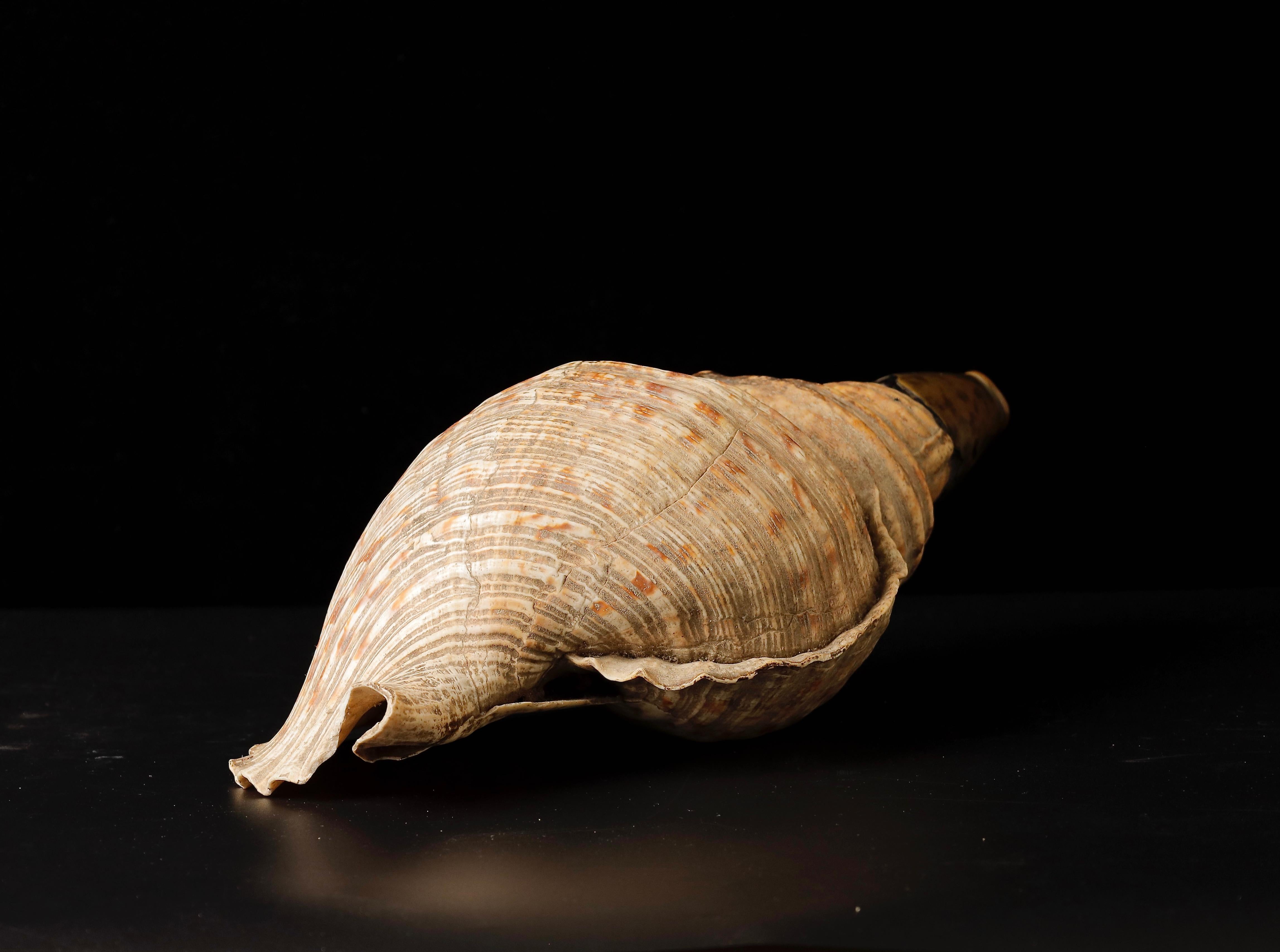 horagai shell