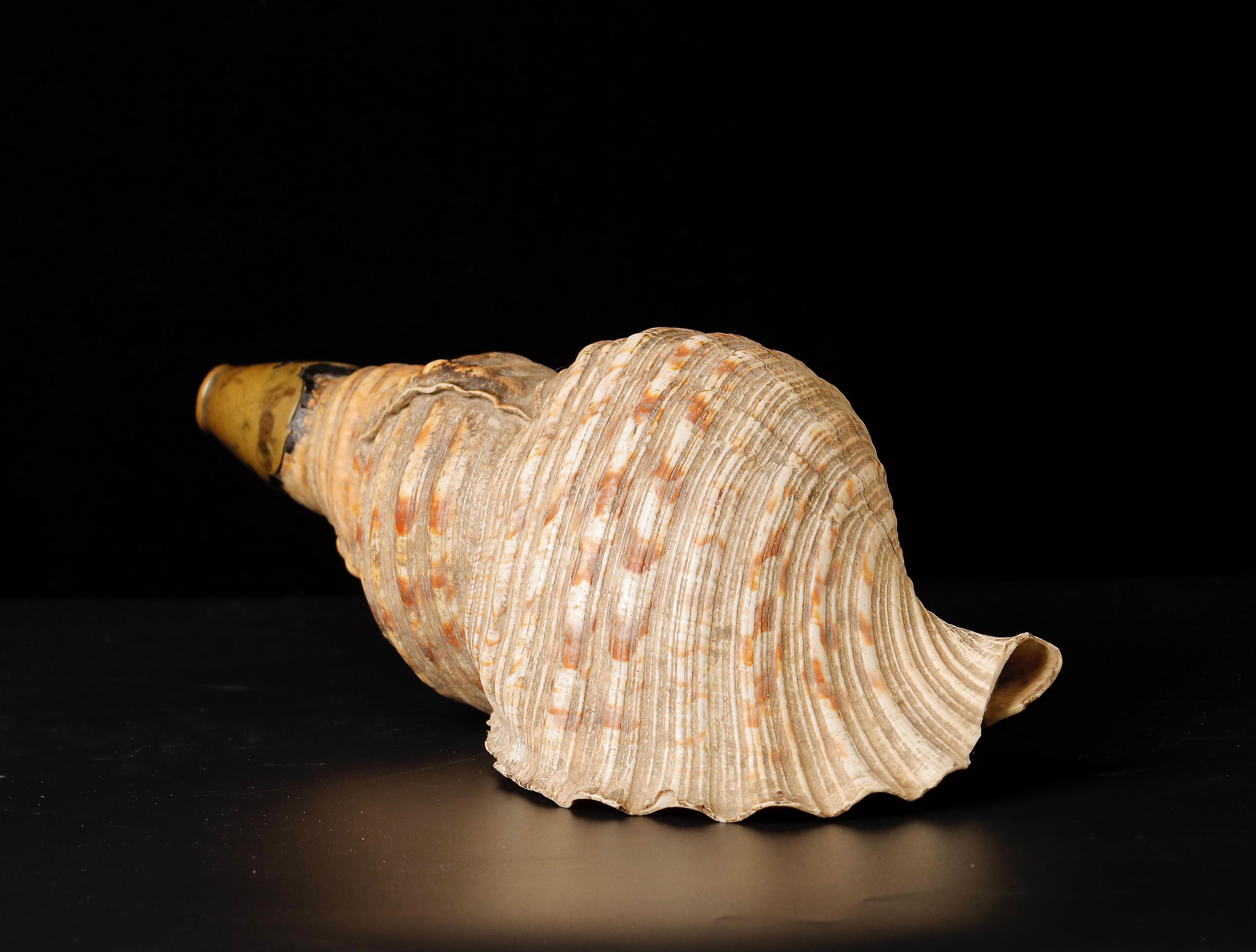 Japanned Edo Period Horagai Conch Shell Trumpet For Sale