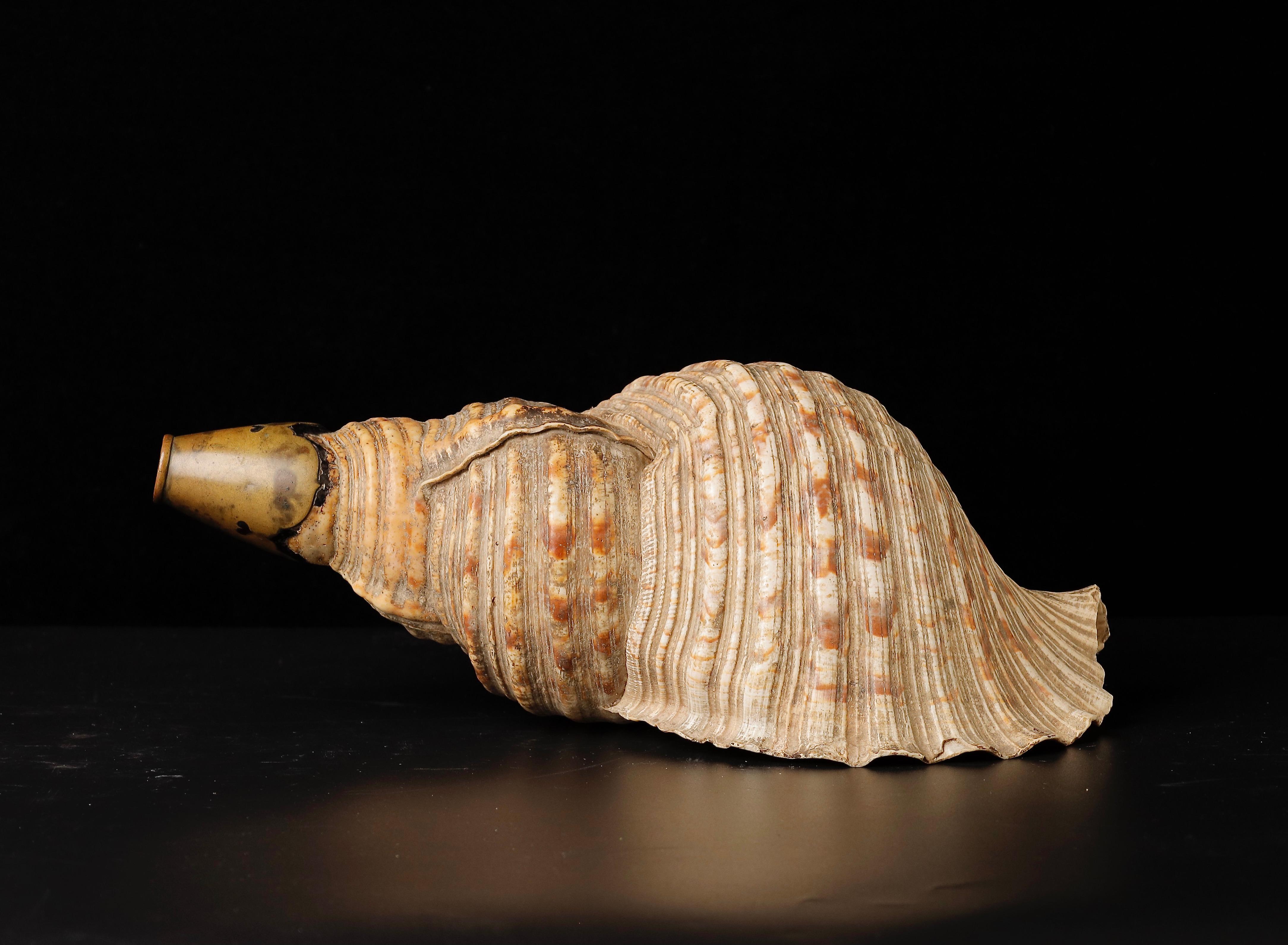 Japanned Edo Period Horagai Conch Shell Trumpet For Sale