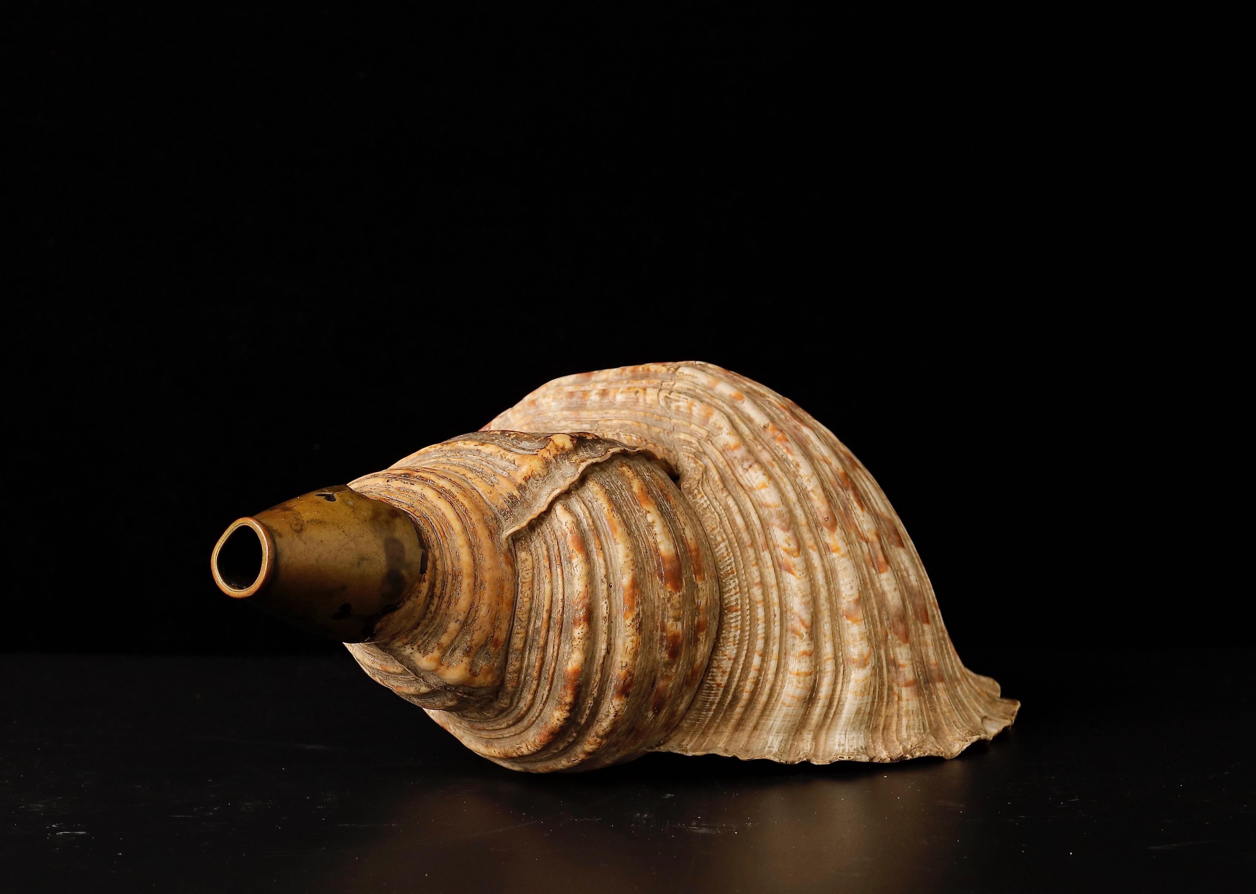 19th Century Edo Period Horagai Conch Shell Trumpet For Sale