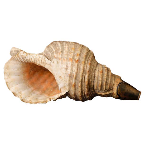 Edo Period Horagai Conch Shell Trumpet For Sale at 1stDibs