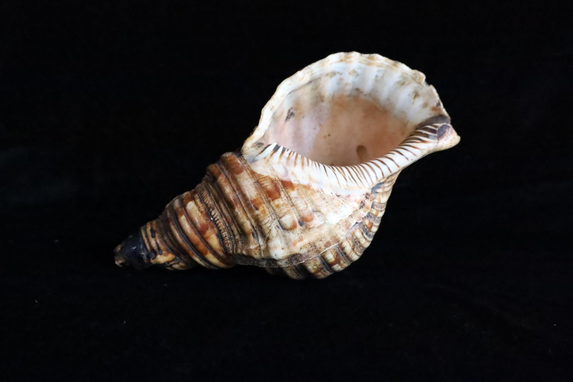 Horagai aus der Edo-Zeit - Rituelle Muscheltrompete im Angebot 4