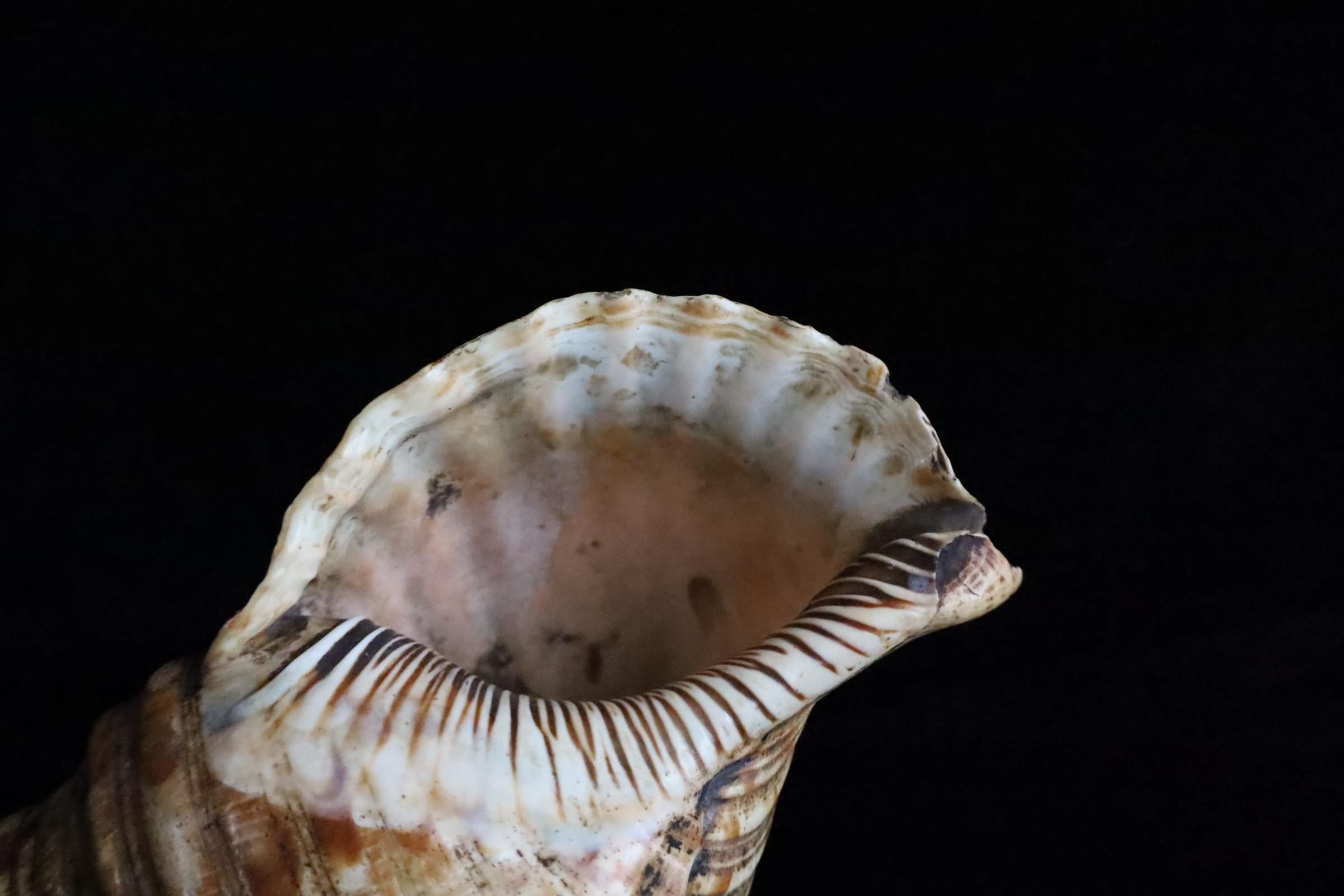 Horagai aus der Edo-Zeit - Rituelle Muscheltrompete im Angebot 5