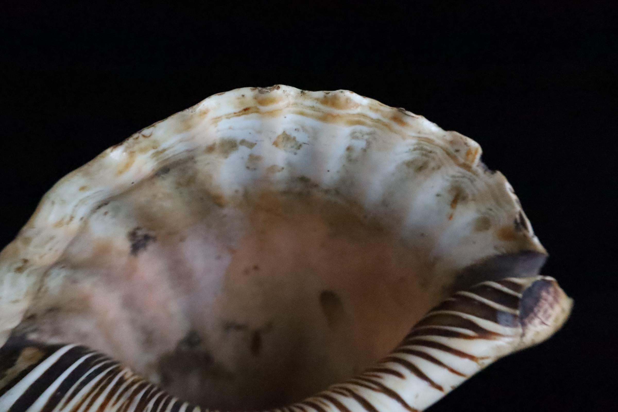 Horagai aus der Edo-Zeit - Rituelle Muscheltrompete im Angebot 6