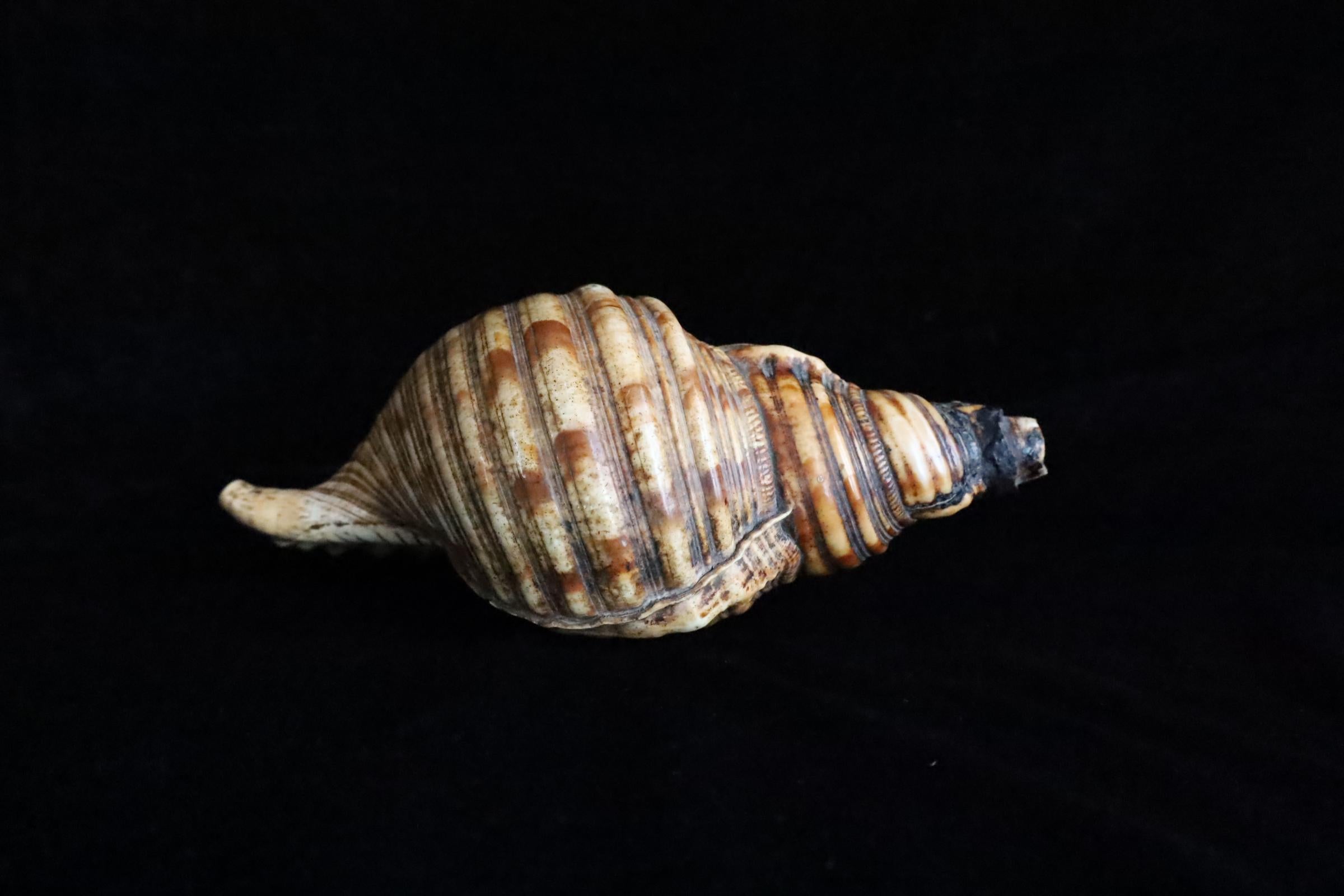 Eine seltene und authentische Horagai aus der Edo-Zeit (1603-1868) - eine Muscheltrompete, die traditionell bei japanischen buddhistischen Ritualen, asketischen Praktiken in den Shugendō-Bergen und von Yamabushi (Bergmönchen) verwendet wurde. Dieses