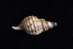Edo Period Horagai – Ritual Conch Shell Trumpet