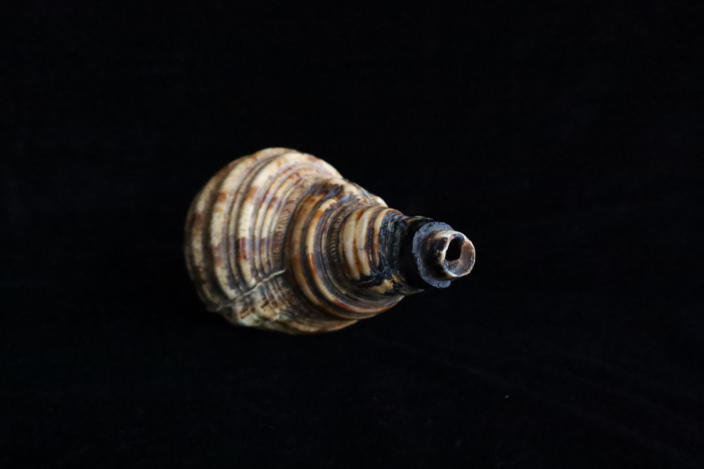 Horagai aus der Edo-Zeit - Rituelle Muscheltrompete (Japanisch) im Angebot