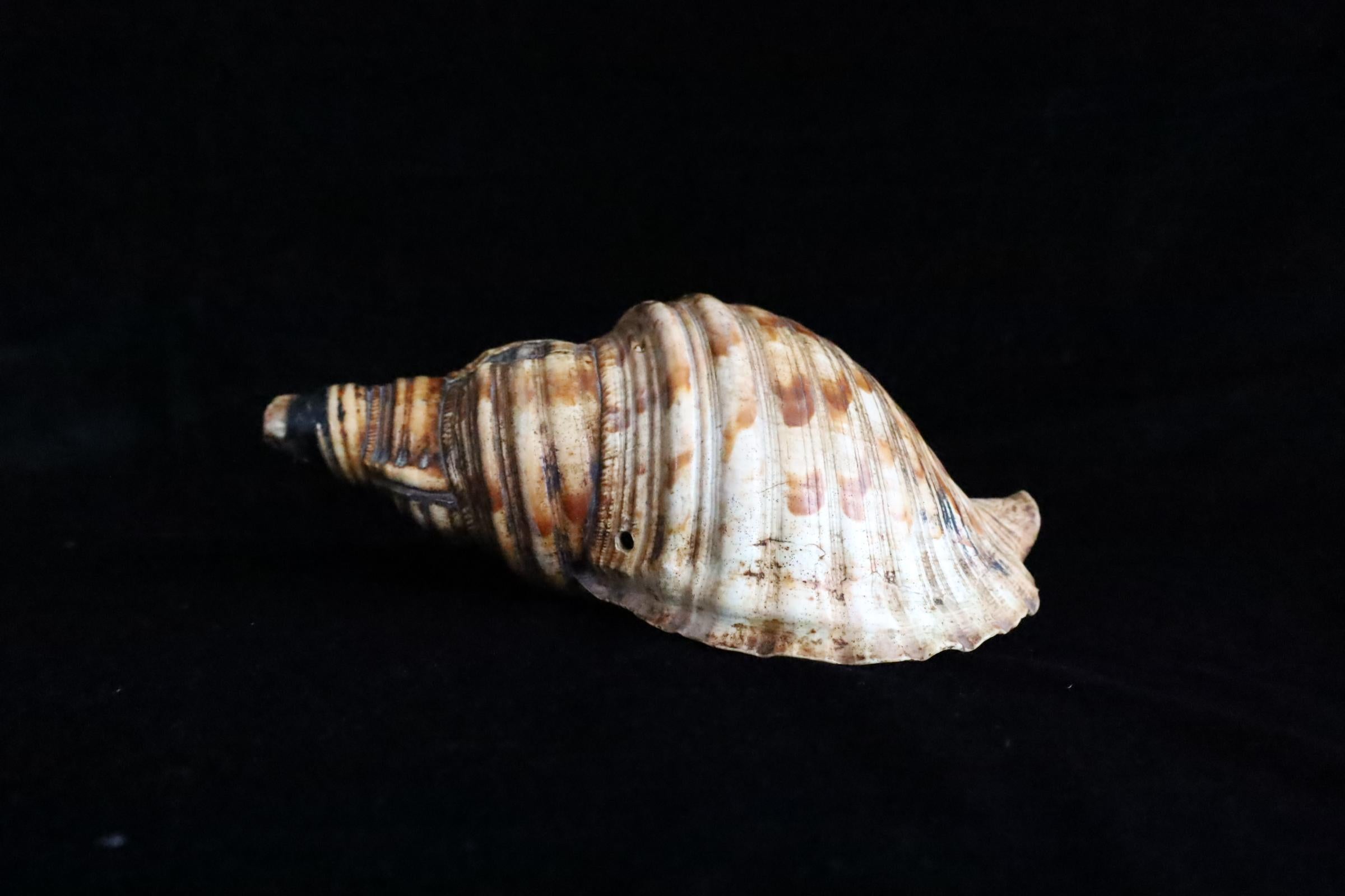 Horagai aus der Edo-Zeit - Rituelle Muscheltrompete (Handgefertigt) im Angebot