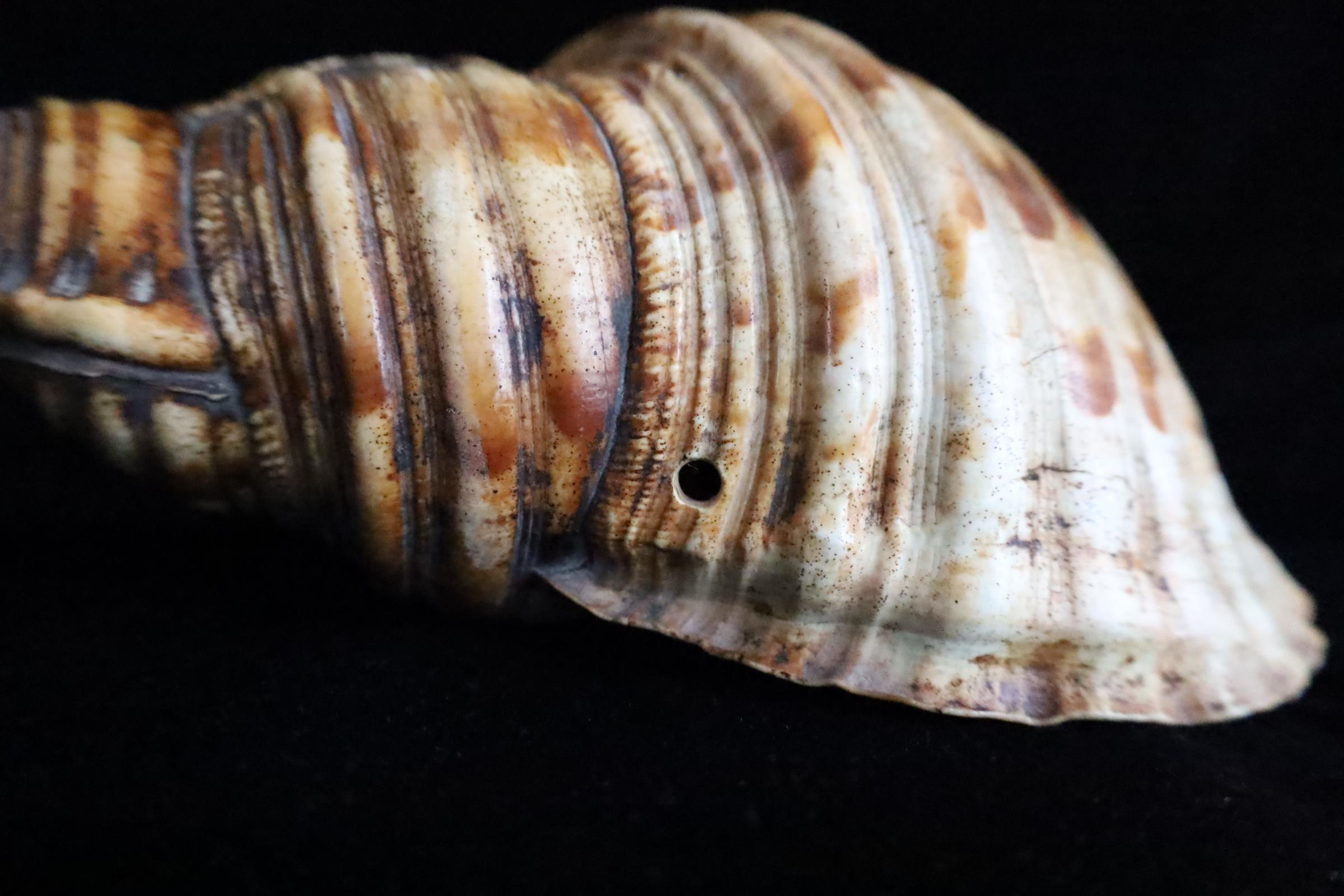Horagai aus der Edo-Zeit - Rituelle Muscheltrompete (18. Jahrhundert und früher) im Angebot