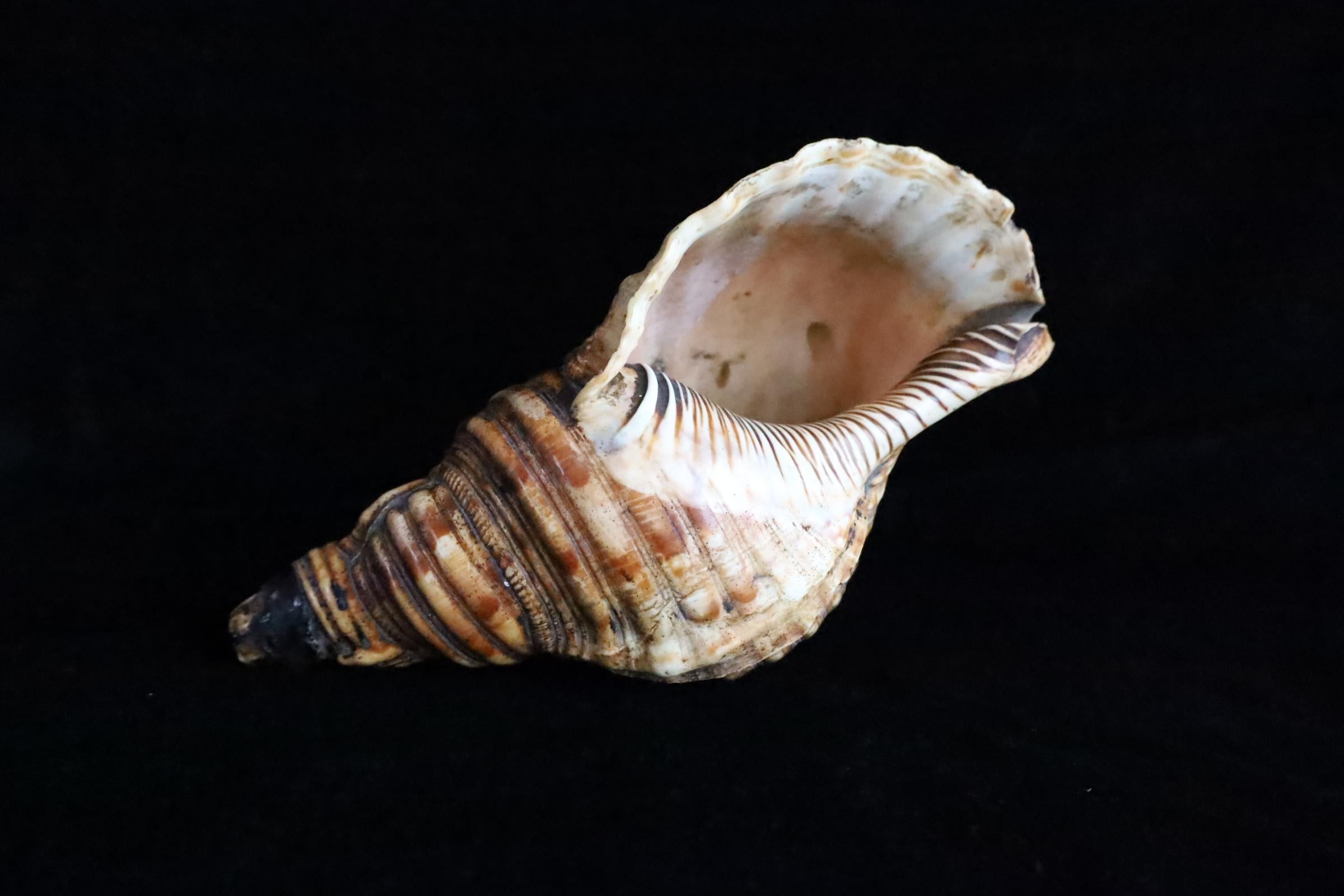 Horagai aus der Edo-Zeit - Rituelle Muscheltrompete im Angebot 1