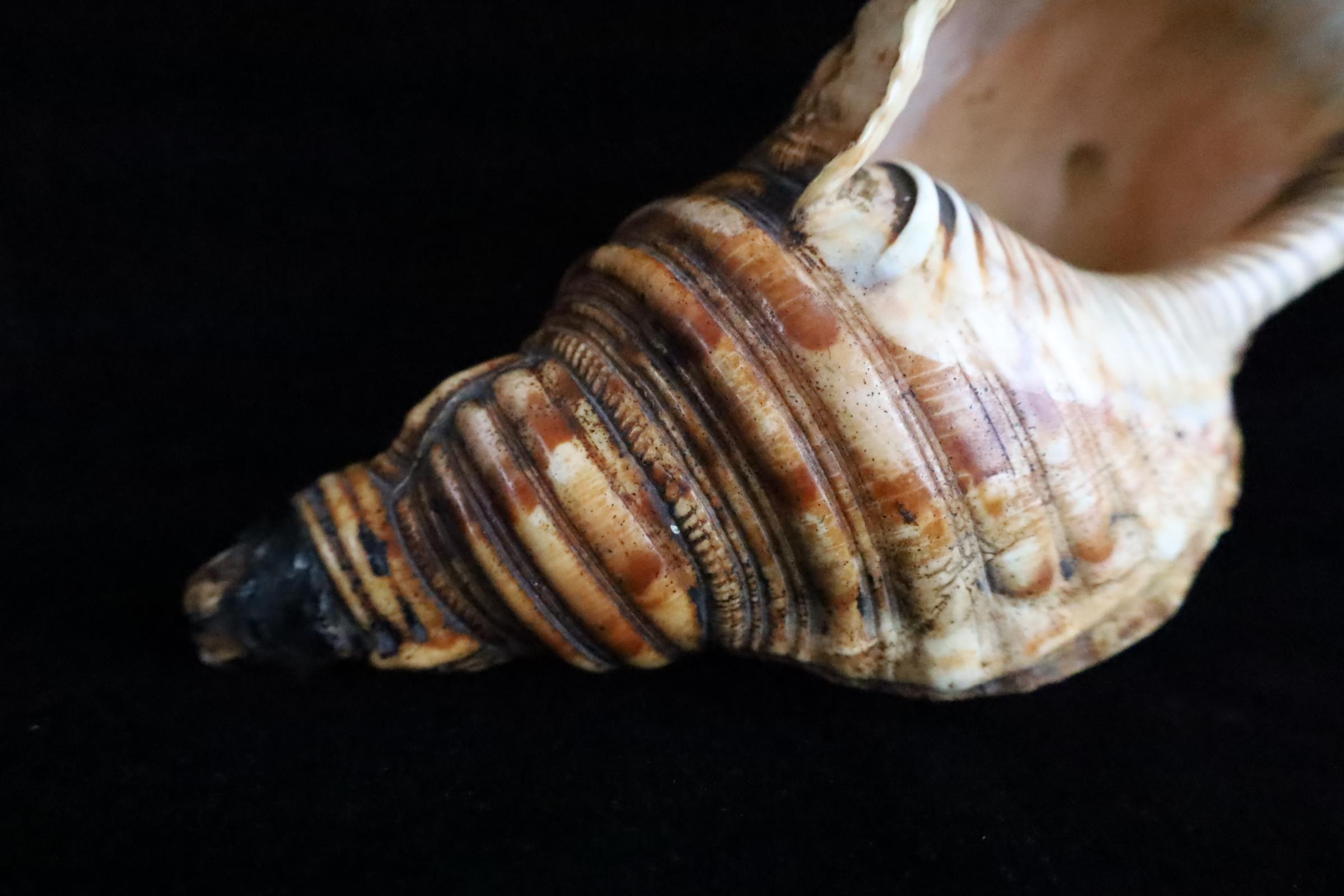 Horagai aus der Edo-Zeit - Rituelle Muscheltrompete im Angebot 2