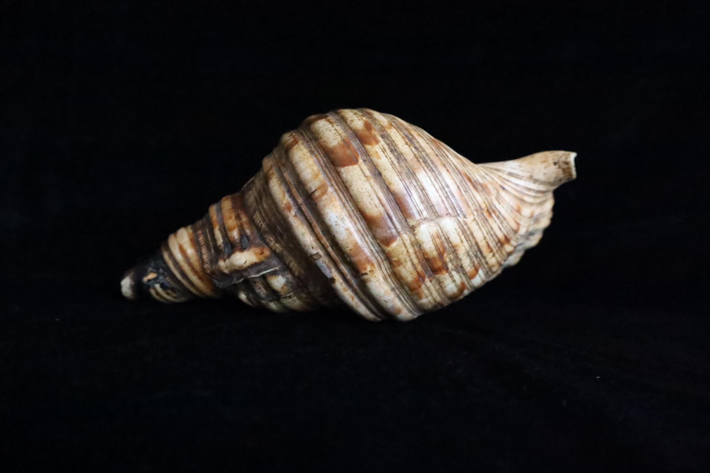Horagai aus der Edo-Zeit - Rituelle Muscheltrompete im Angebot 3