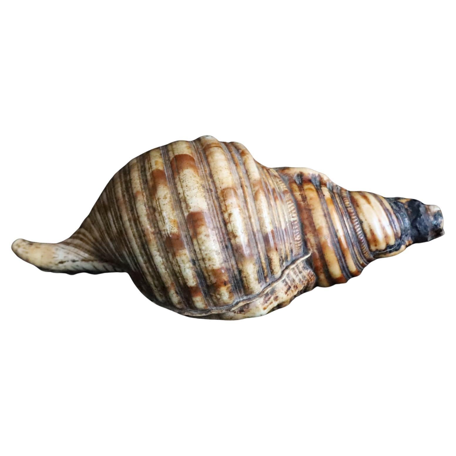 Horagai aus der Edo-Zeit - Rituelle Muscheltrompete im Angebot