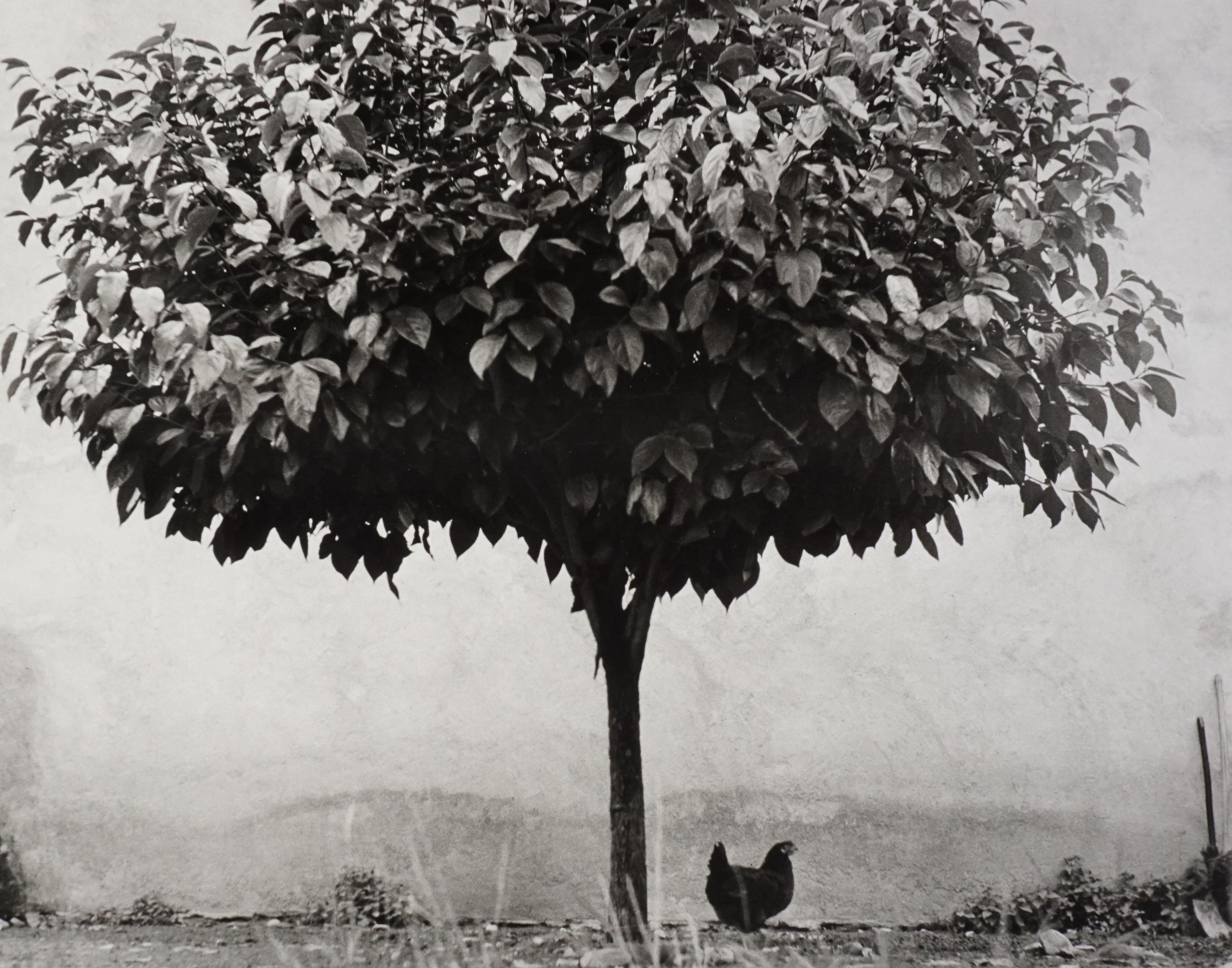 Edouard Boubat Black and White Photograph - L'abre et la Poule, 1950