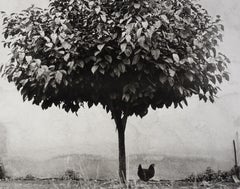 Vintage L'abre et la Poule, 1950