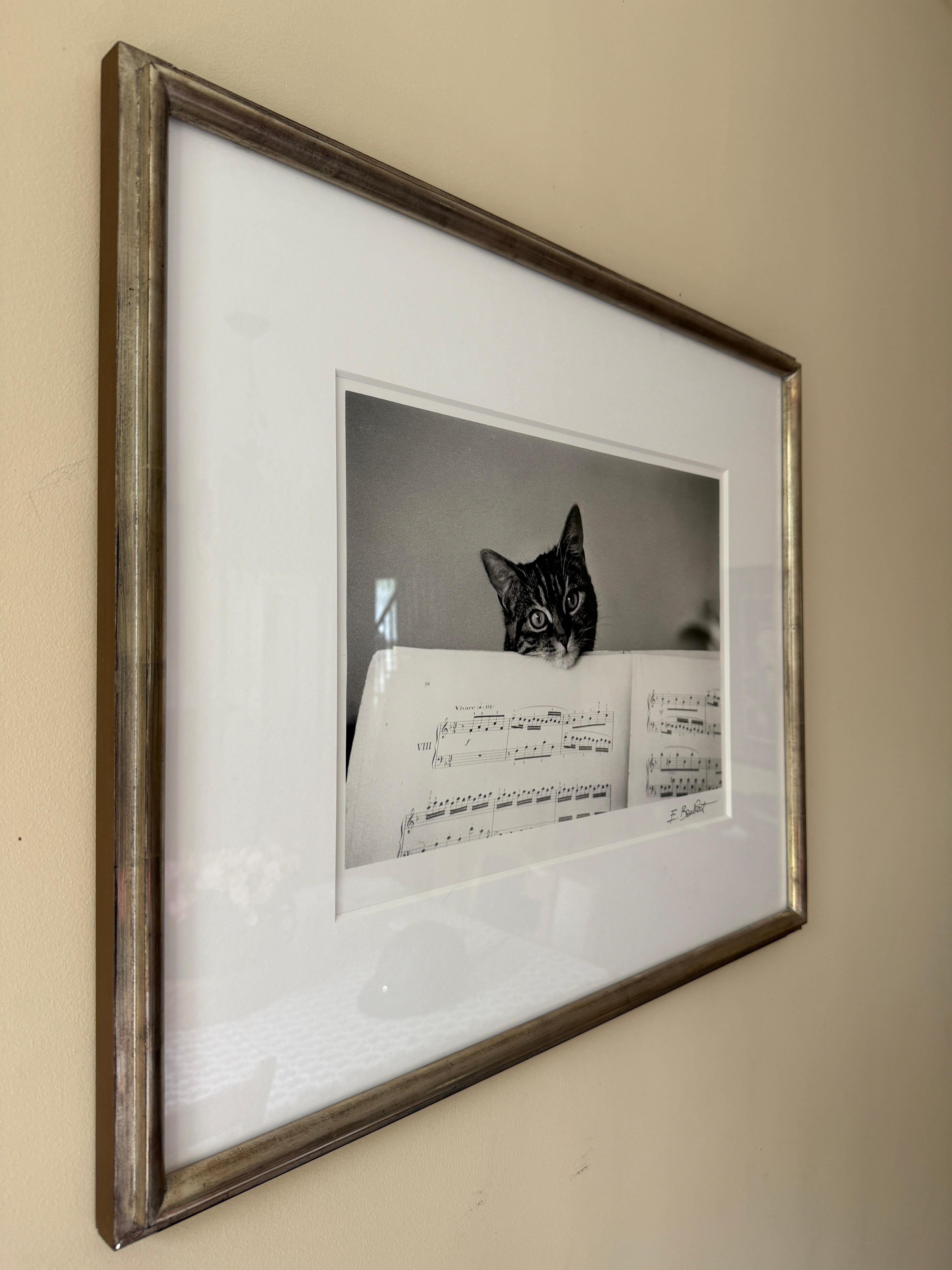 Una fotografia di Edouard Boubat che ritrae un gatto che spunta da dietro una composizione musicale. 

Incorniciato e opacizzato sotto vetro