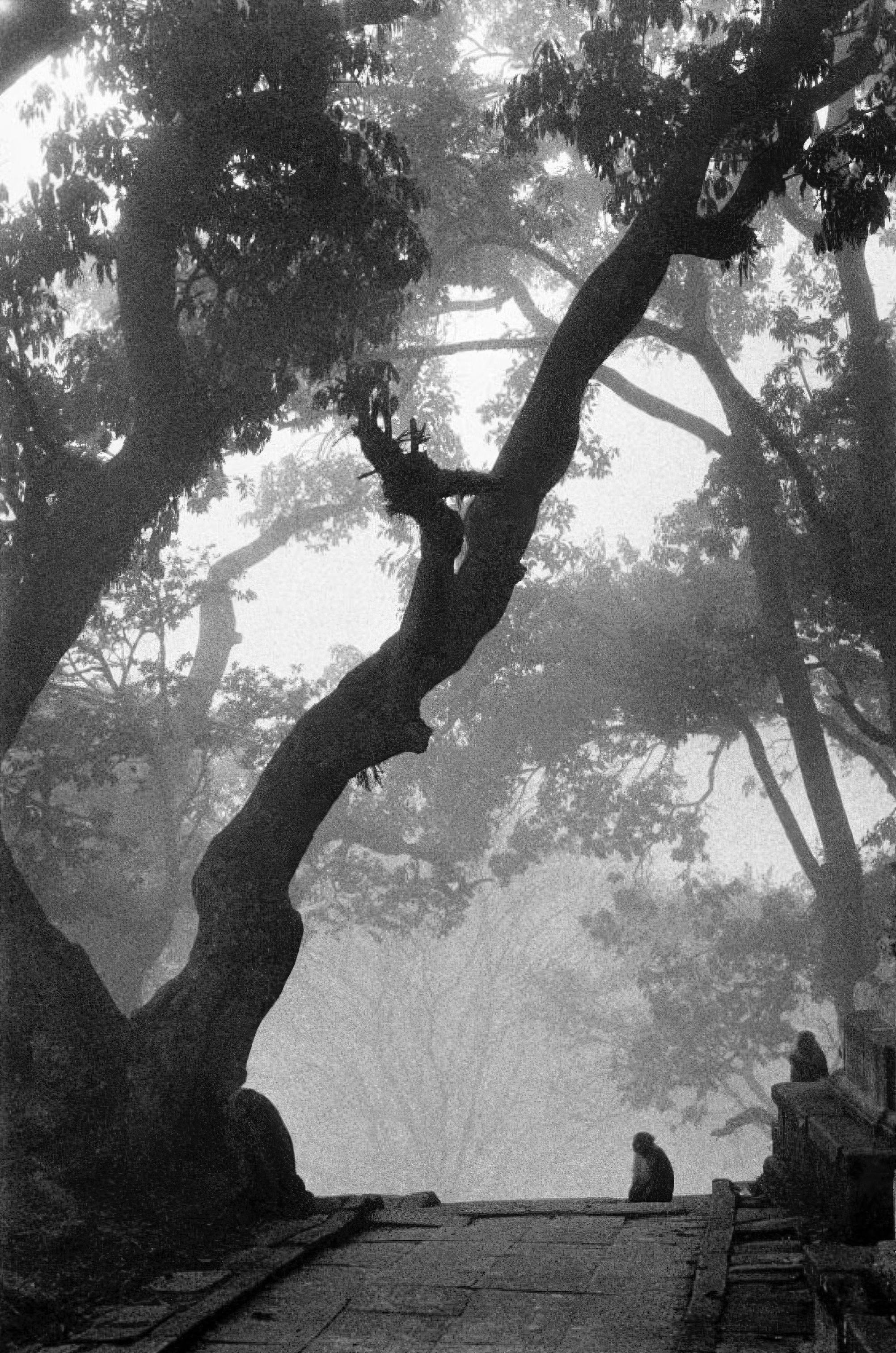 Black and White Photograph Edouard Boubat - Singes de Nepal