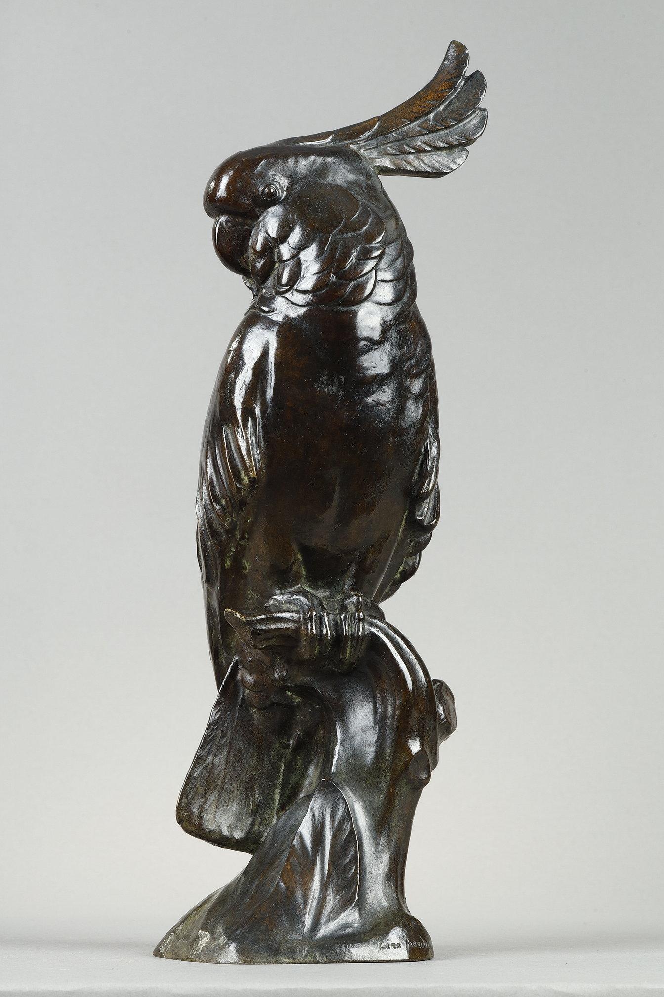 Cockatoo